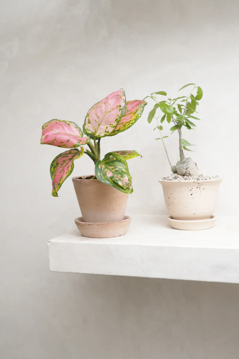 Aglaonema Spotted Star - Image 4