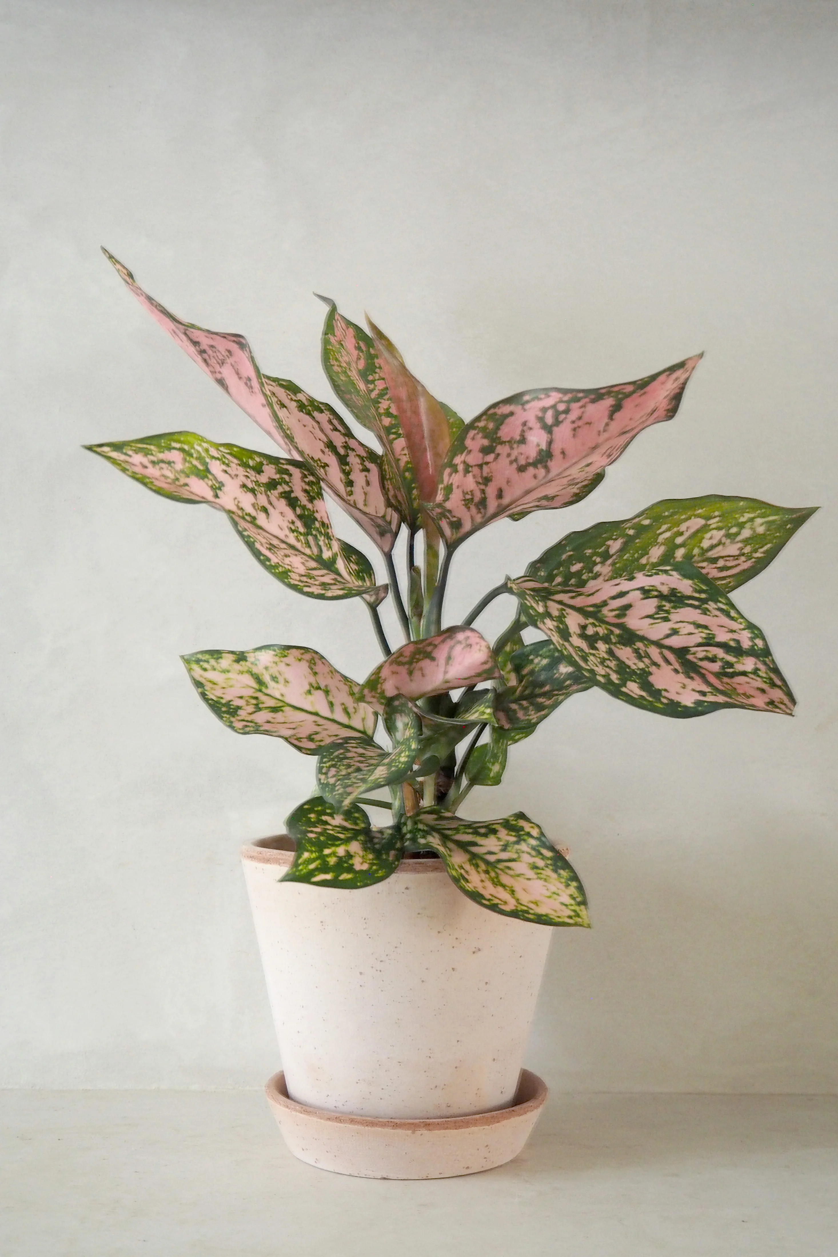 Aglaonema Spotted star, medium