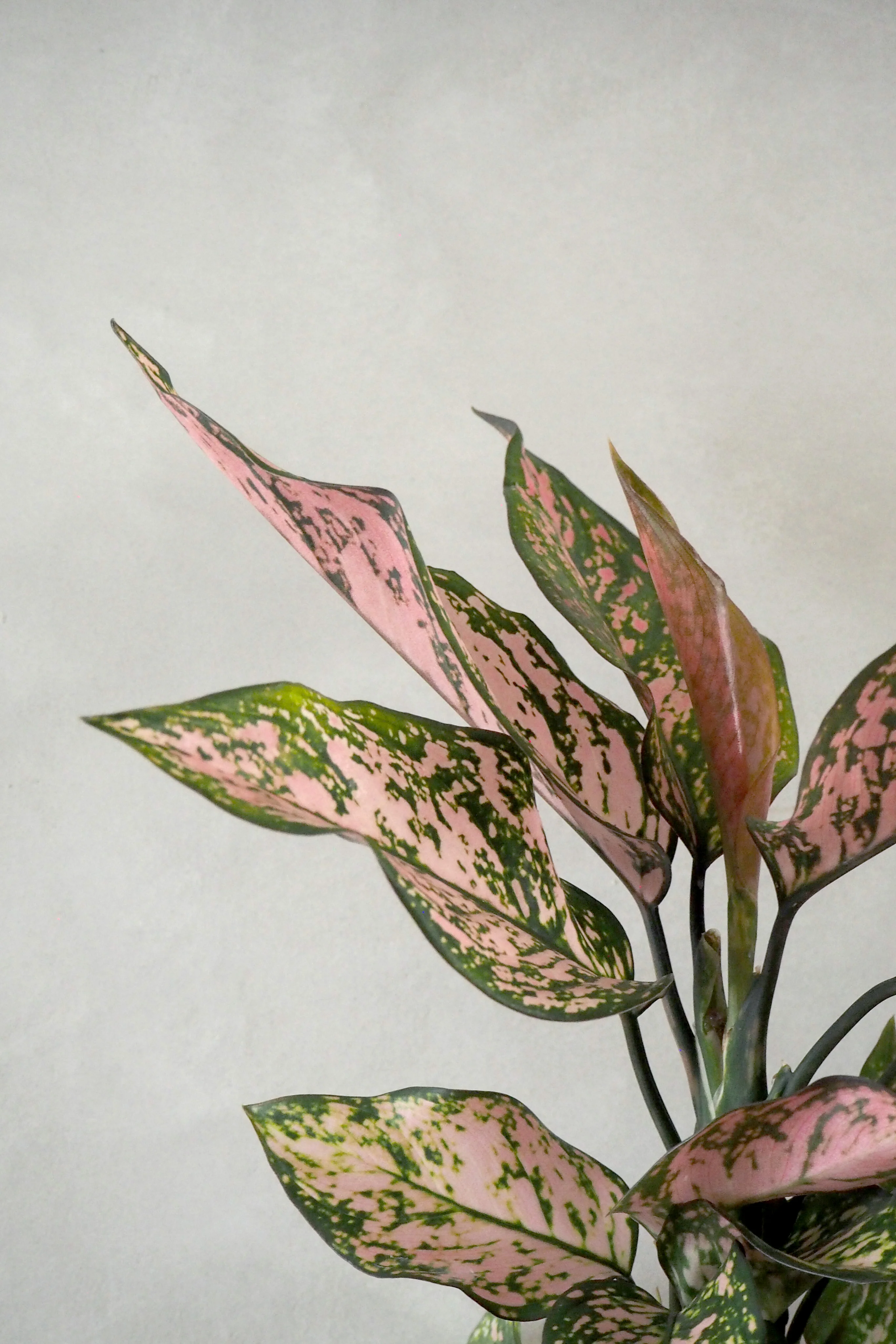 Aglaonema Spotted star, medium - Image 2