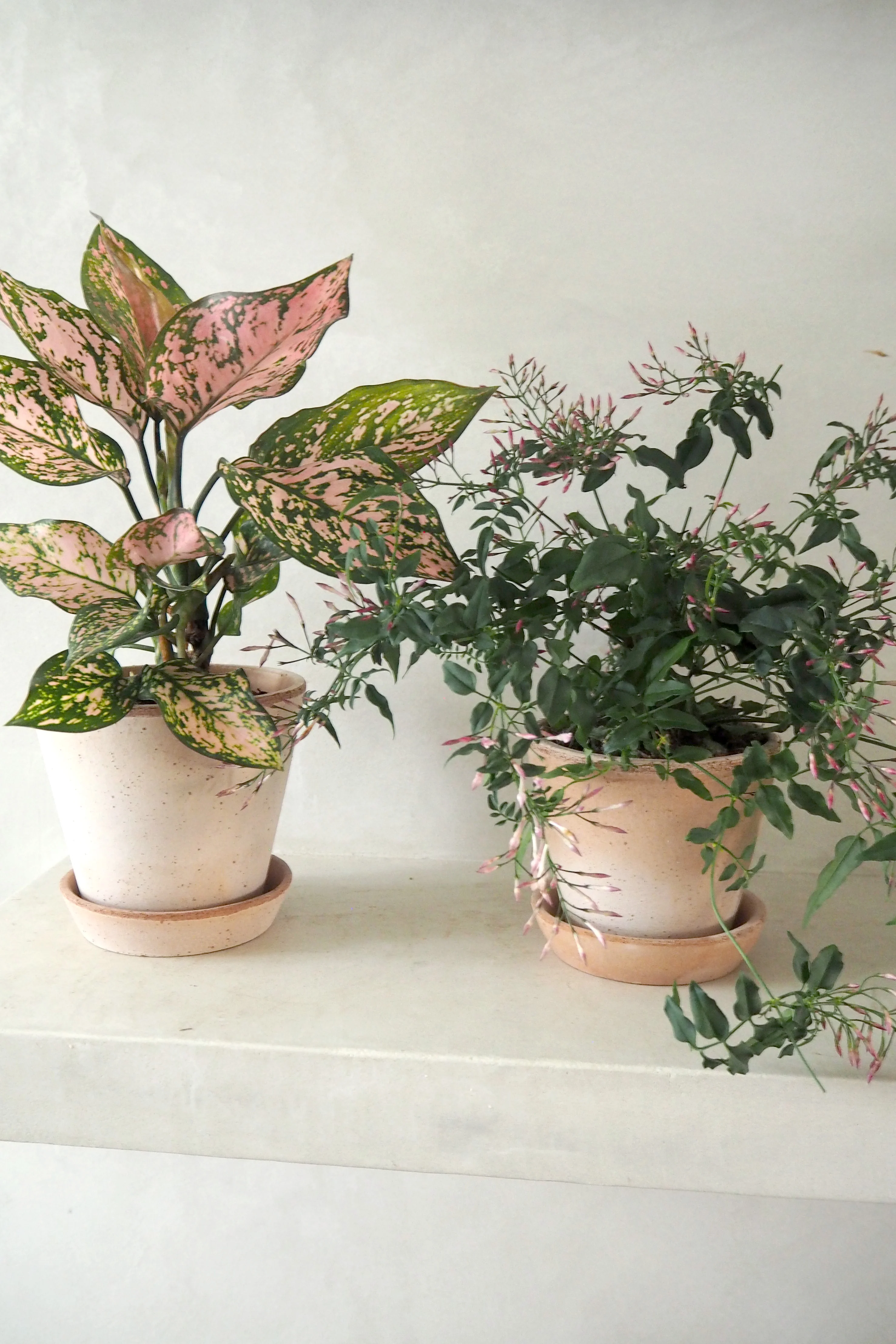 Aglaonema Spotted star, medium - Image 3