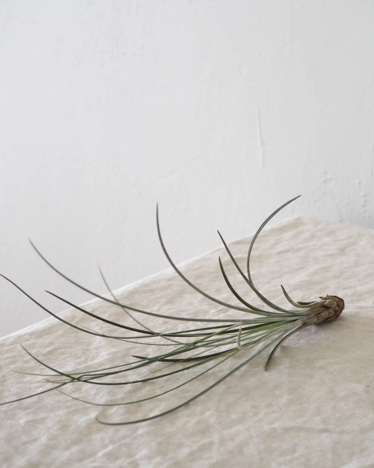 Air plants - Image 3