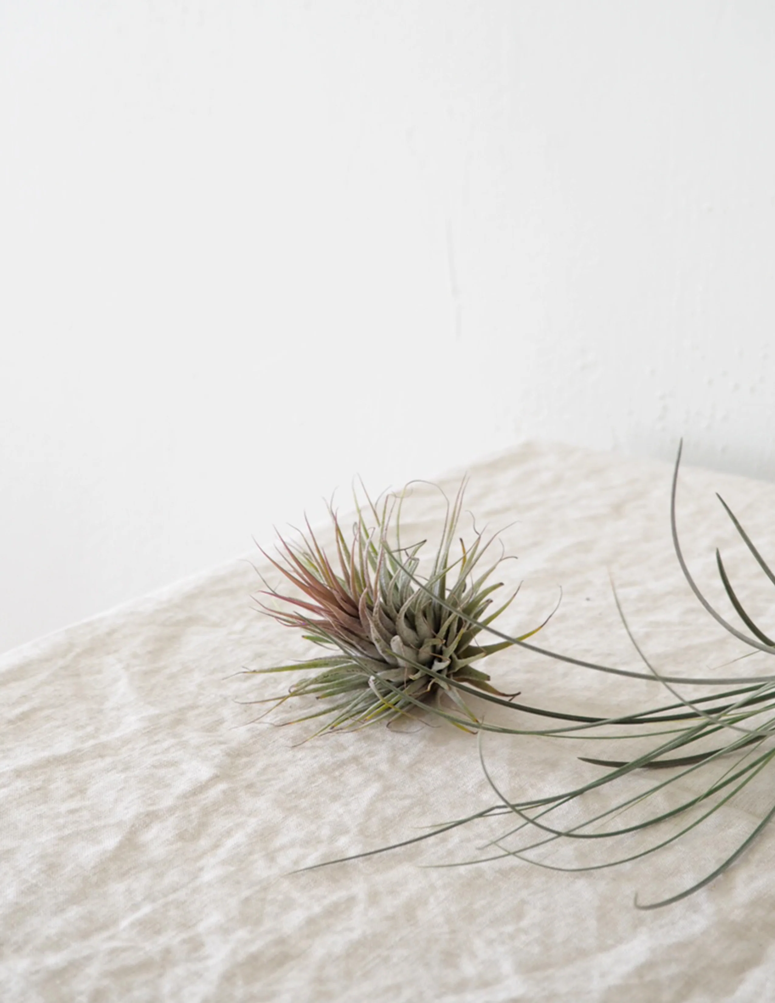 Air plants - Image 4