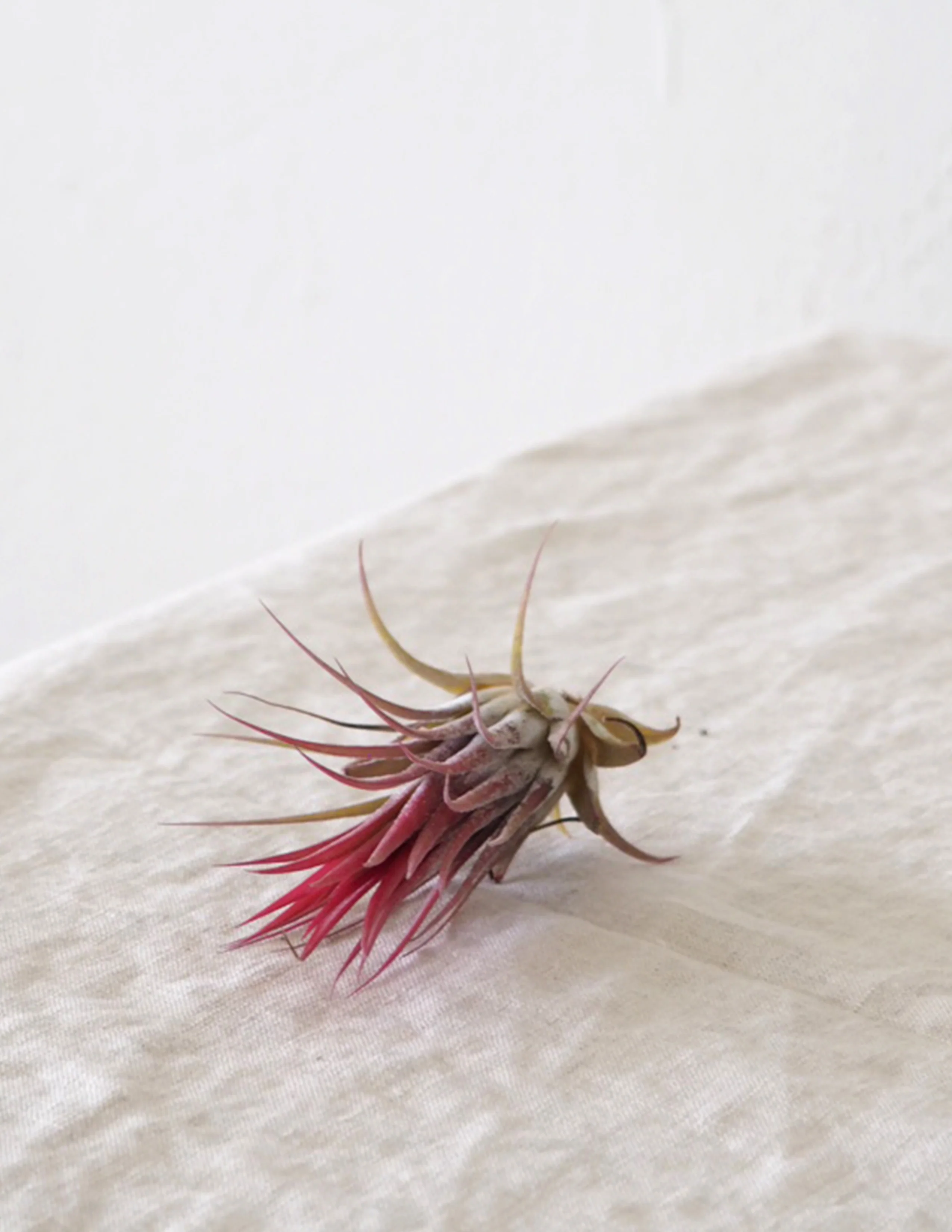 Air plants - Image 5
