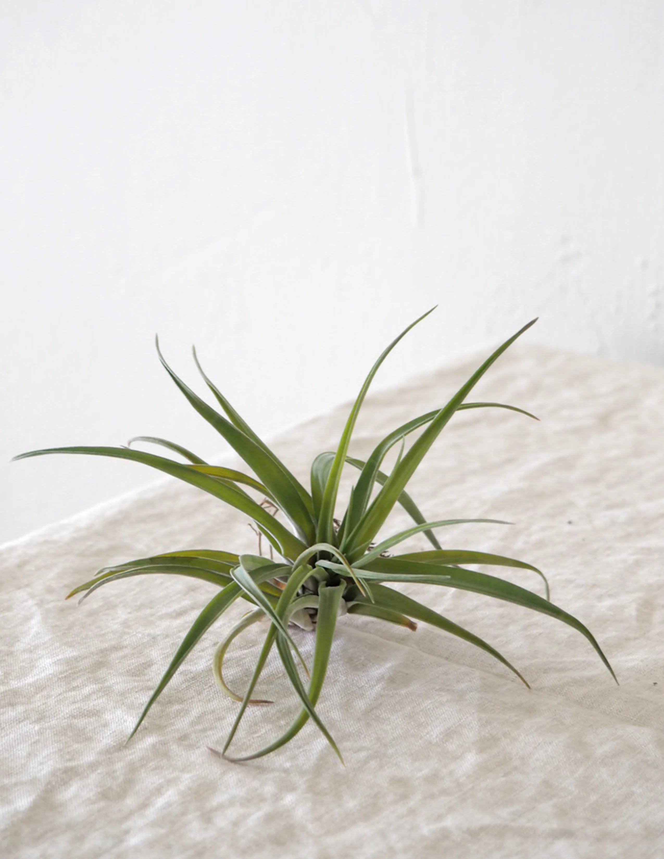 Air plants - Image 6