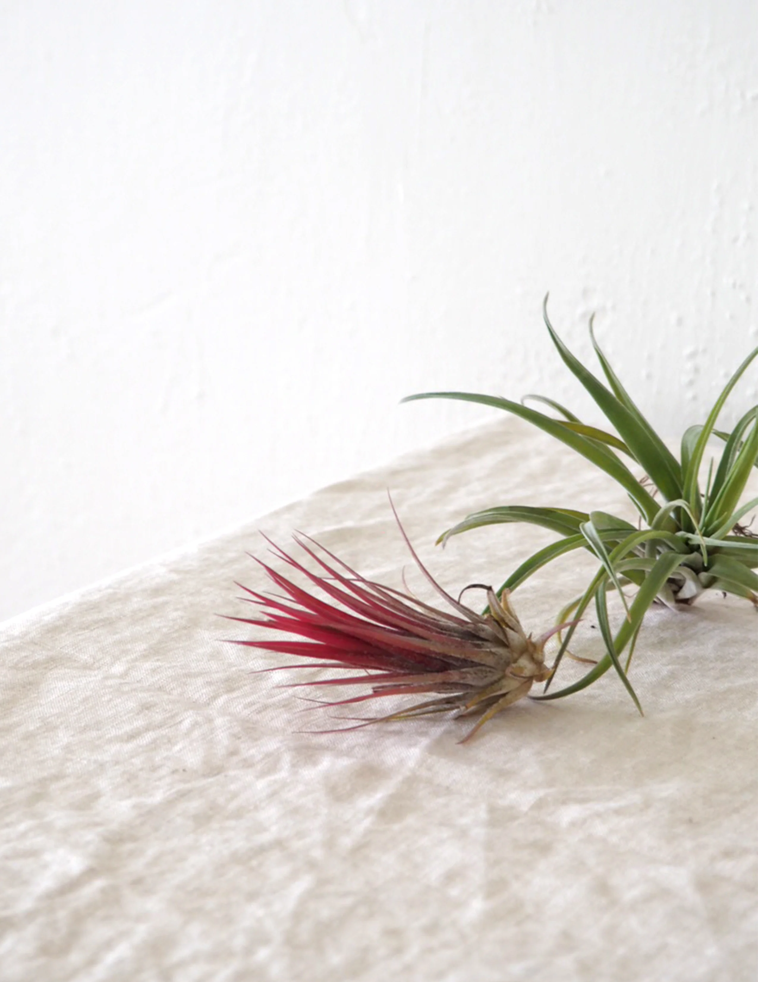 Air plants - Image 7