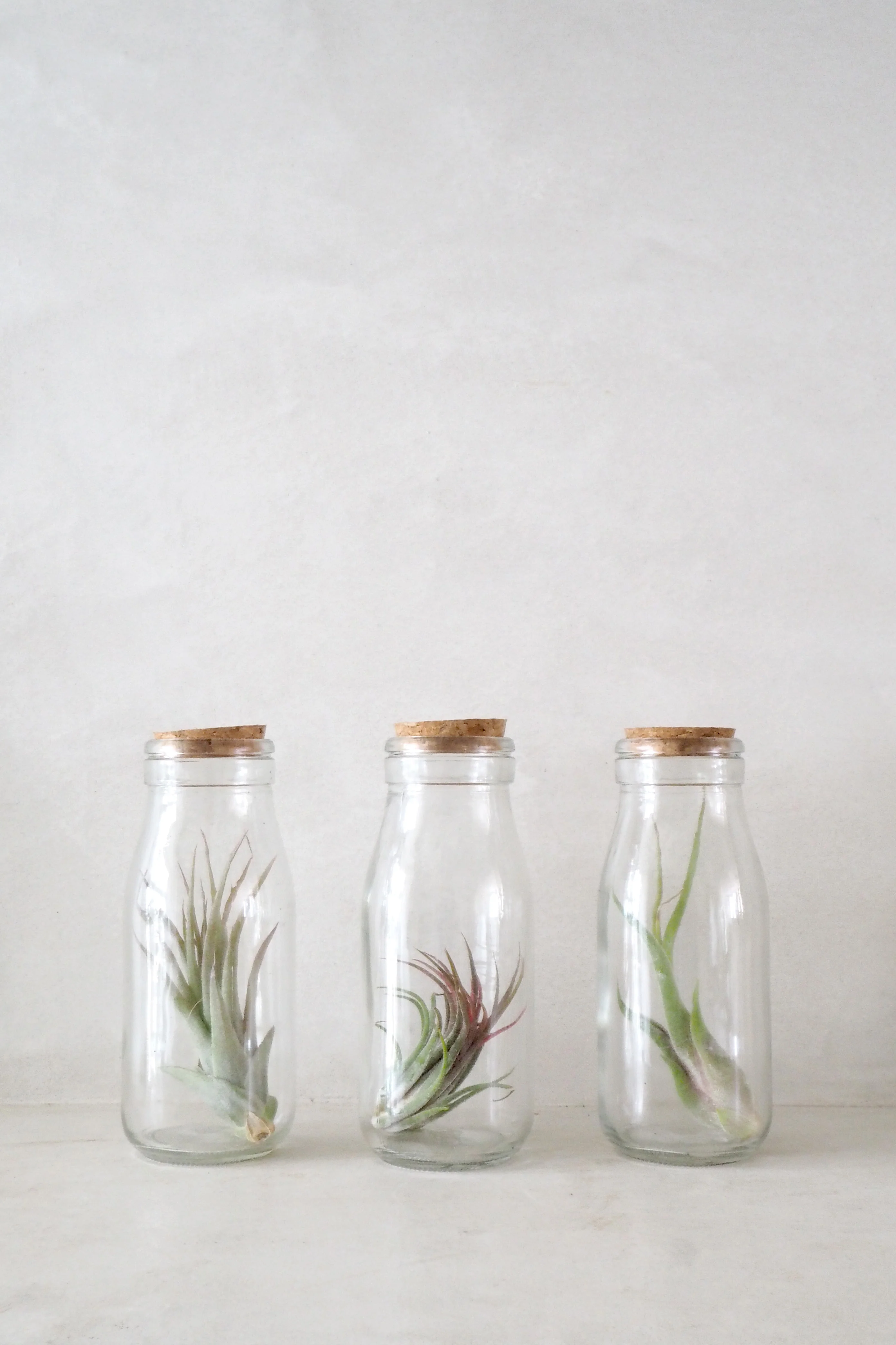 Air plant i glas - Image 3