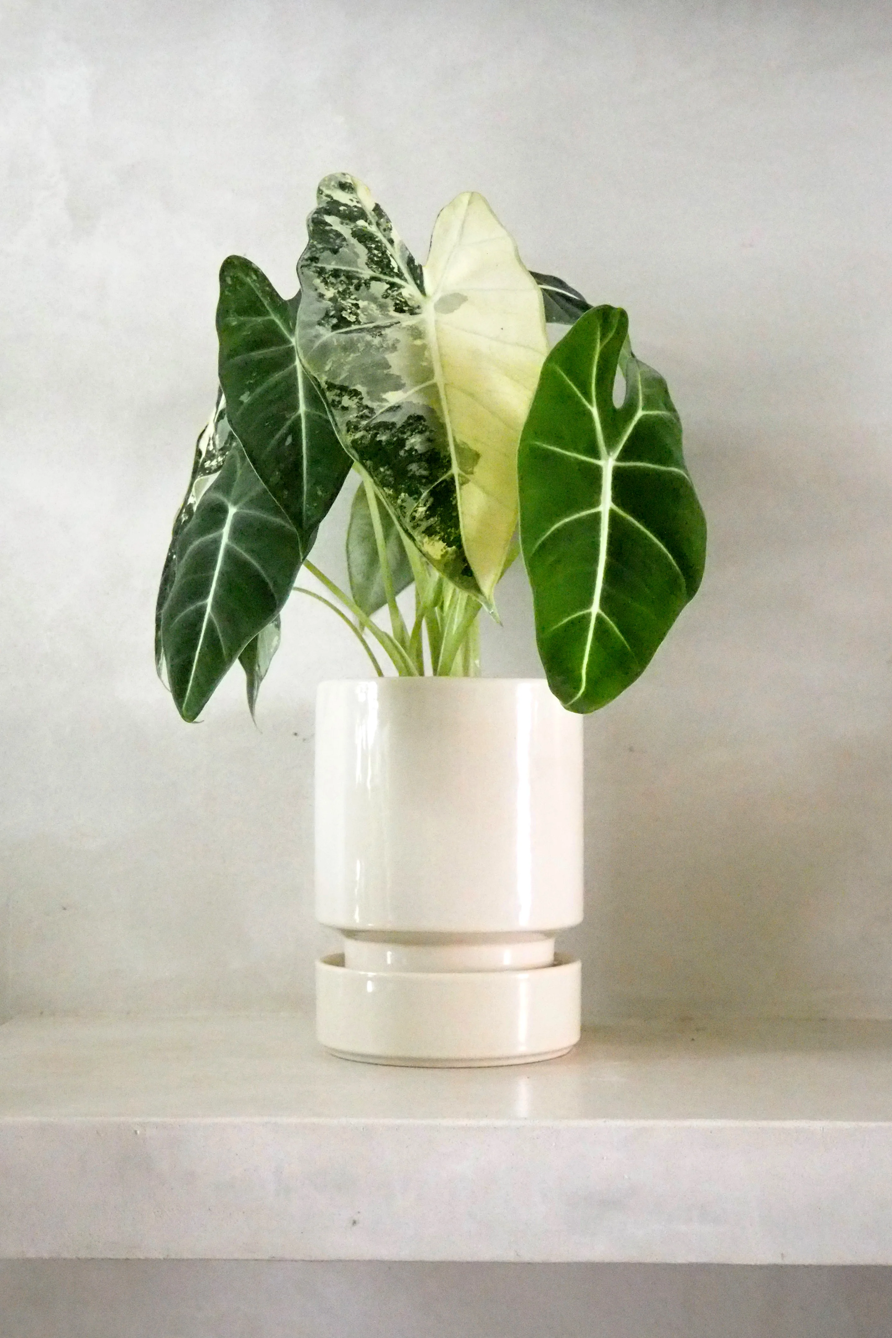 Alocasia frydek variegata - Image 3