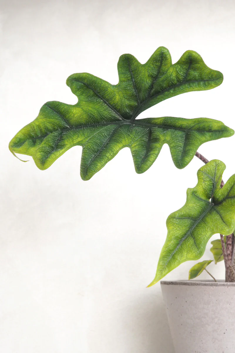 Alocasia Jacklyn - Image 2