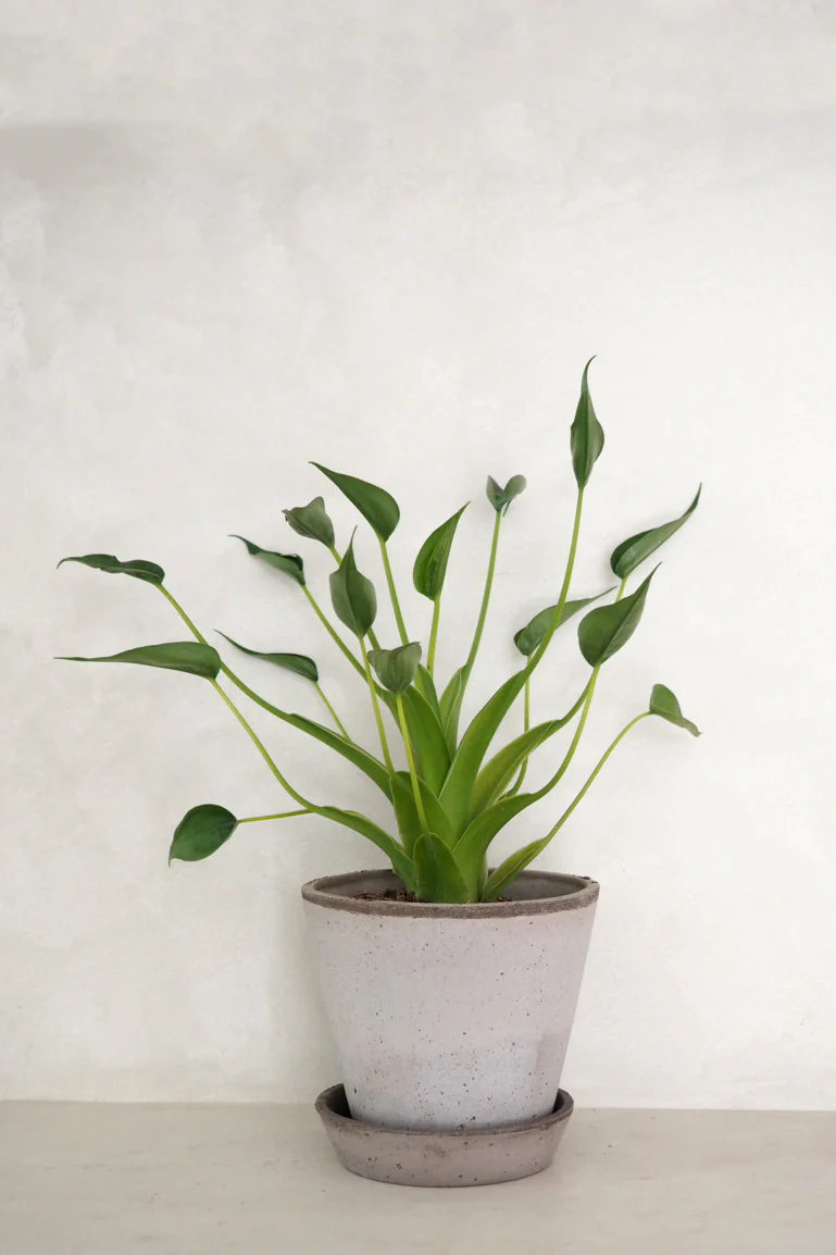 Alocasia Tiny dancer - Image 3