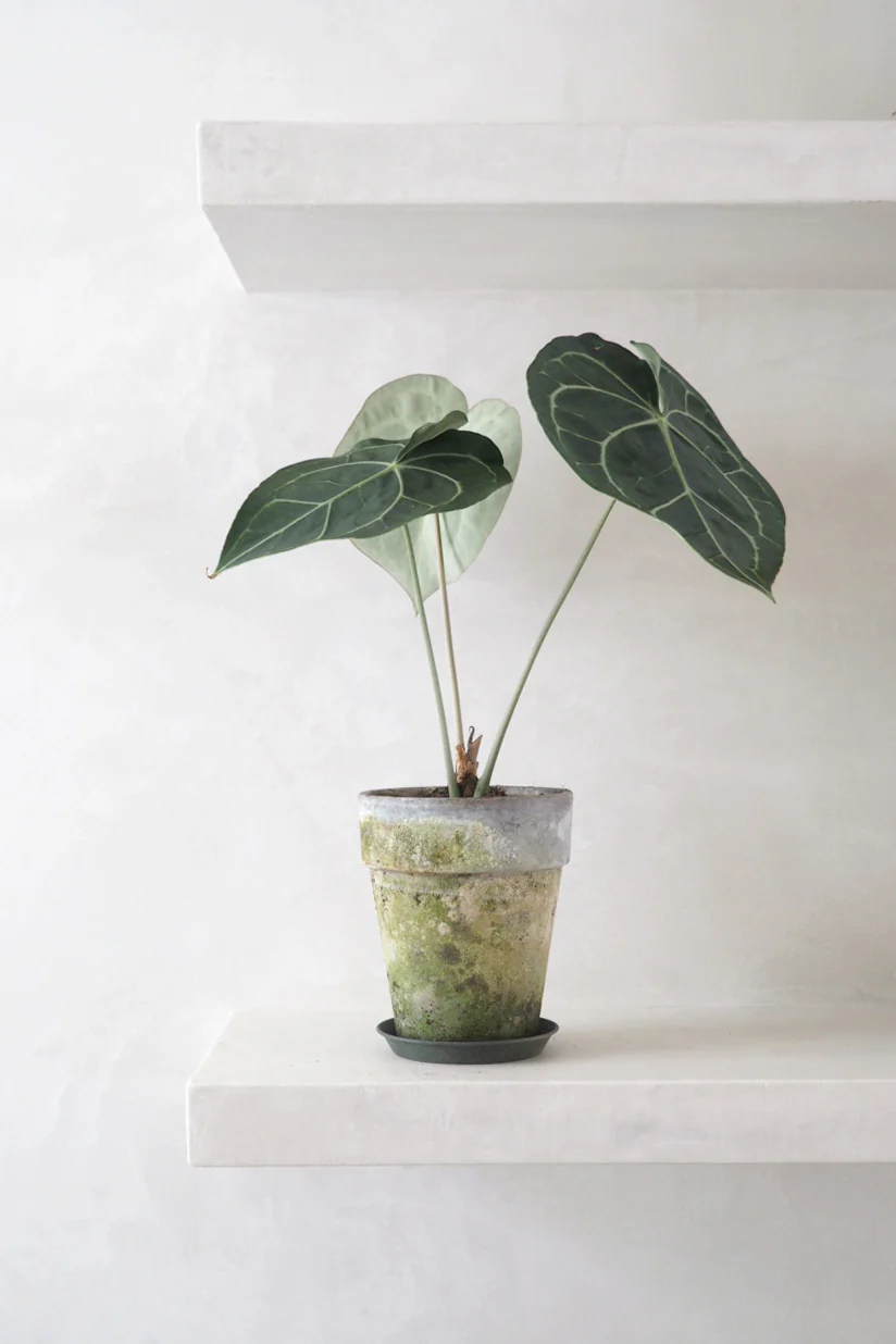 Anthurium clarinervium