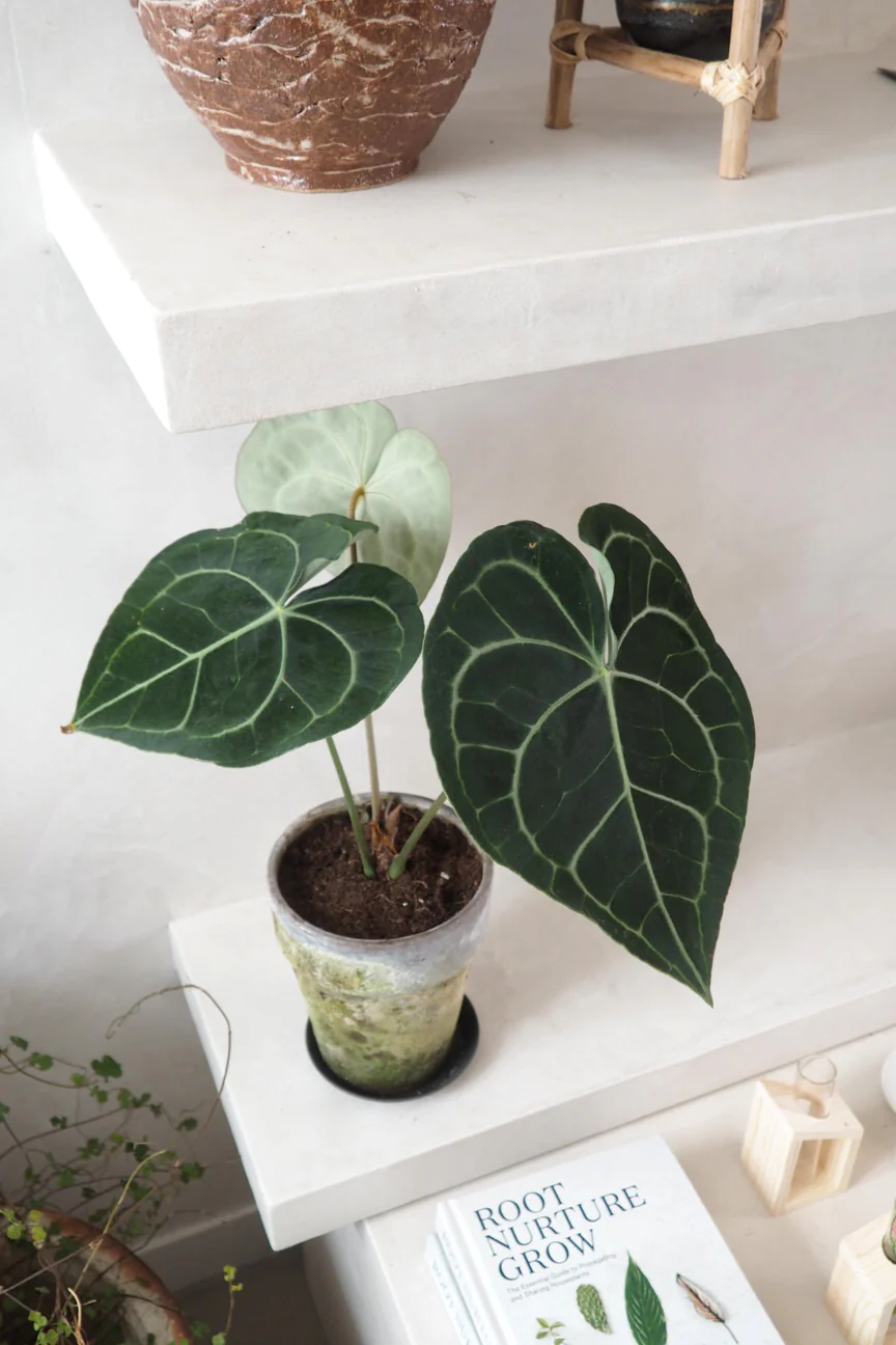 Anthurium clarinervium - Image 2