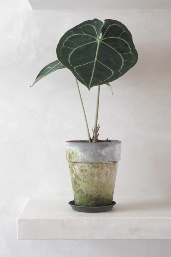 Anthurium clarinervium - Image 3