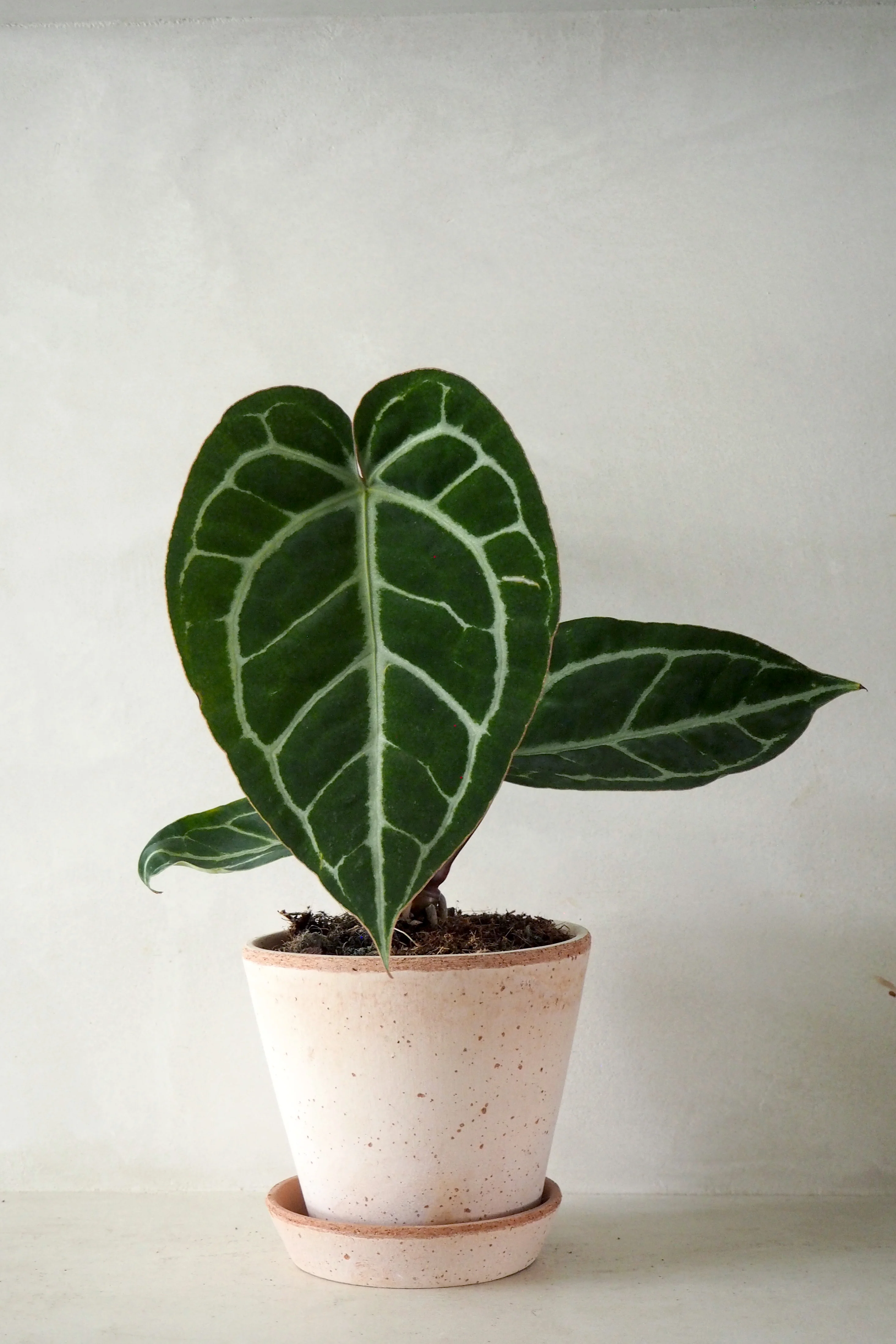 Anthurium Crystallinum