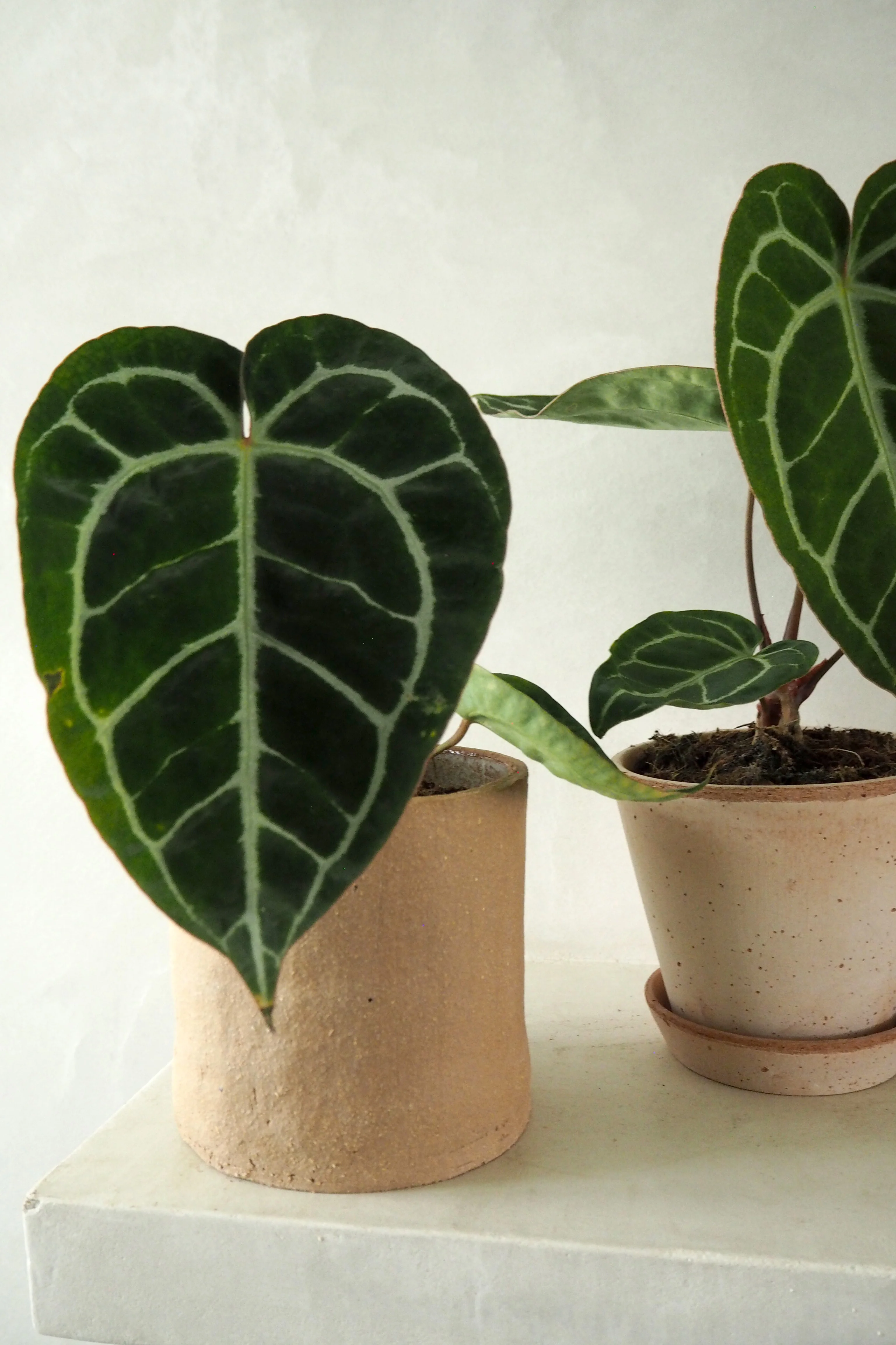 Anthurium Crystallinum - Image 2