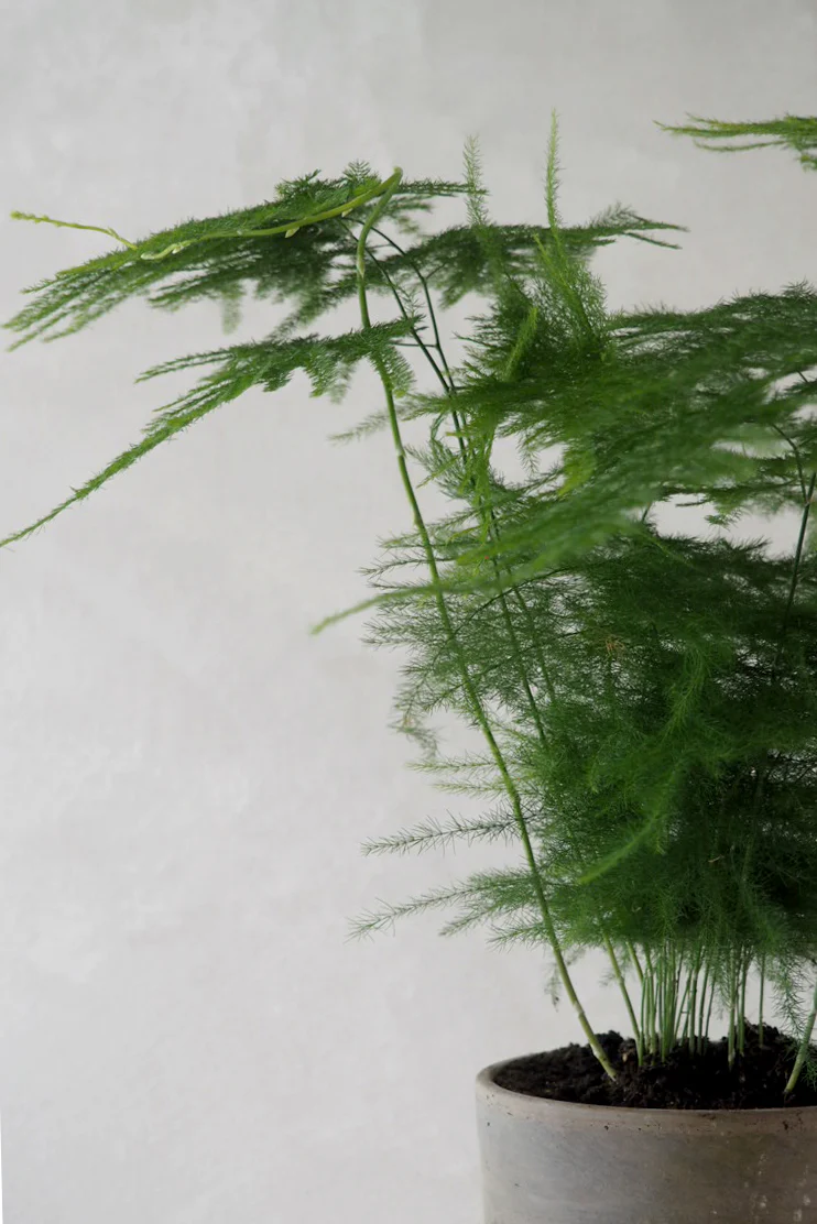 Asparagus Setaceus - Image 3