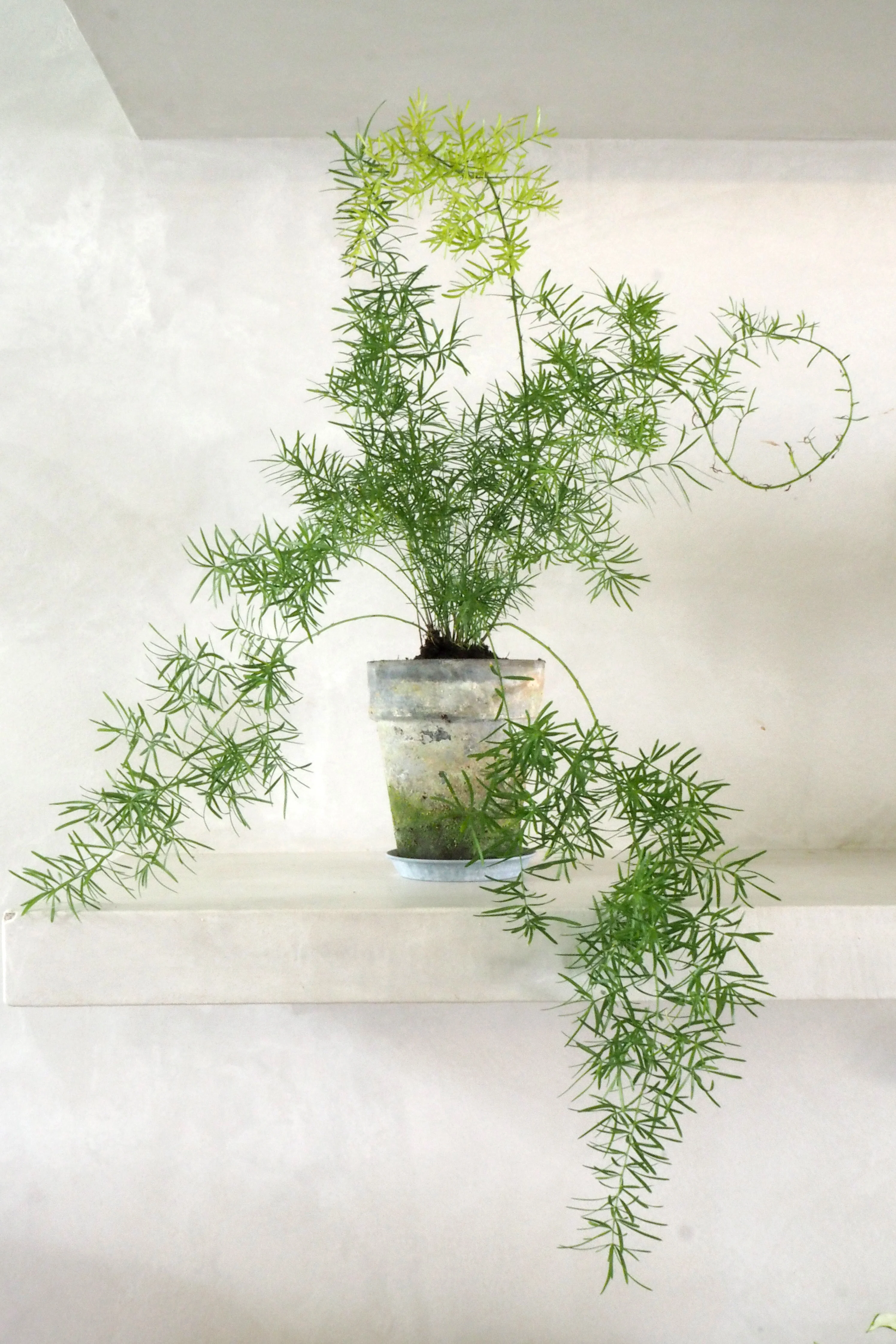 Asparagus Sprengerii