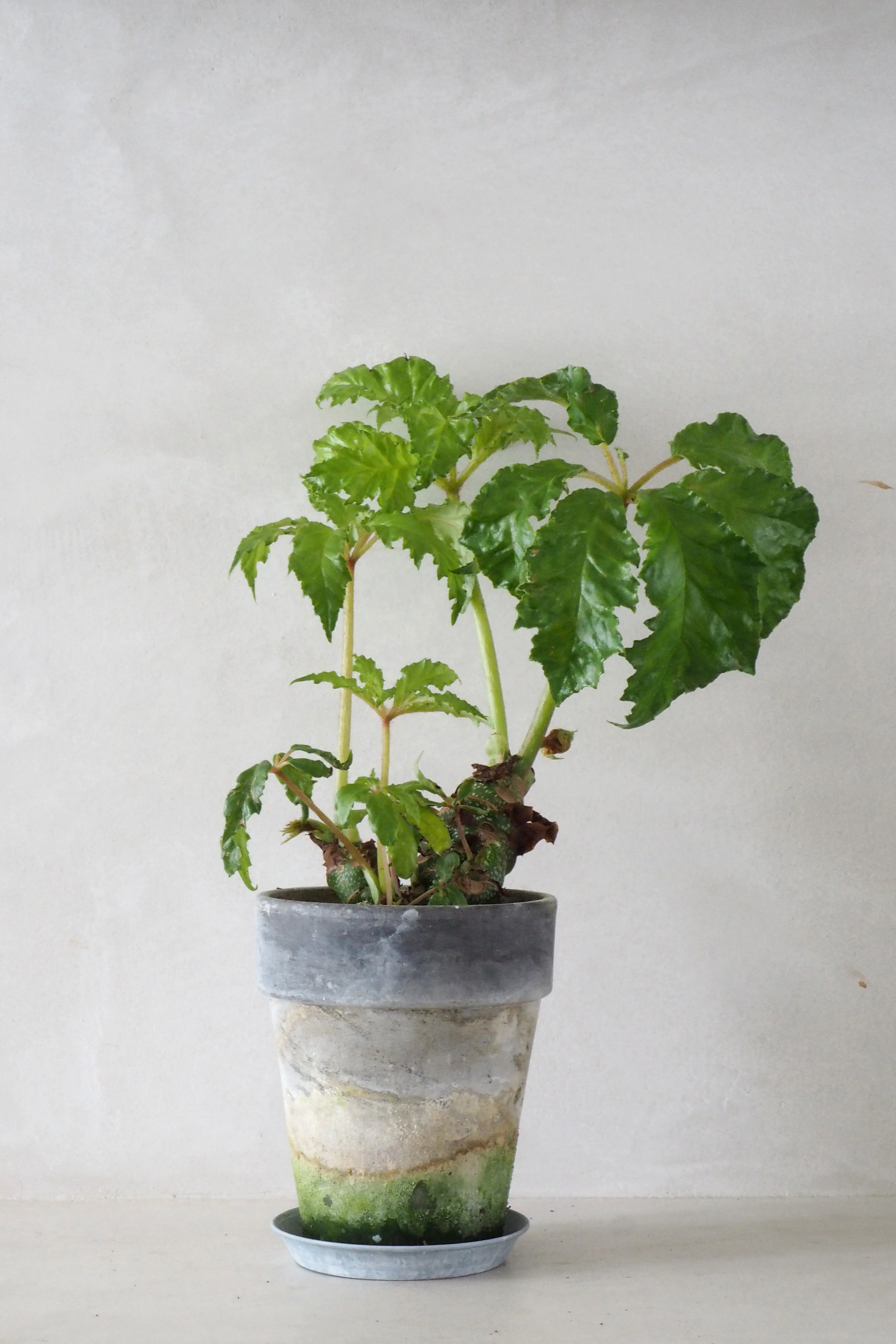 Begonia Carolineifolia, lille