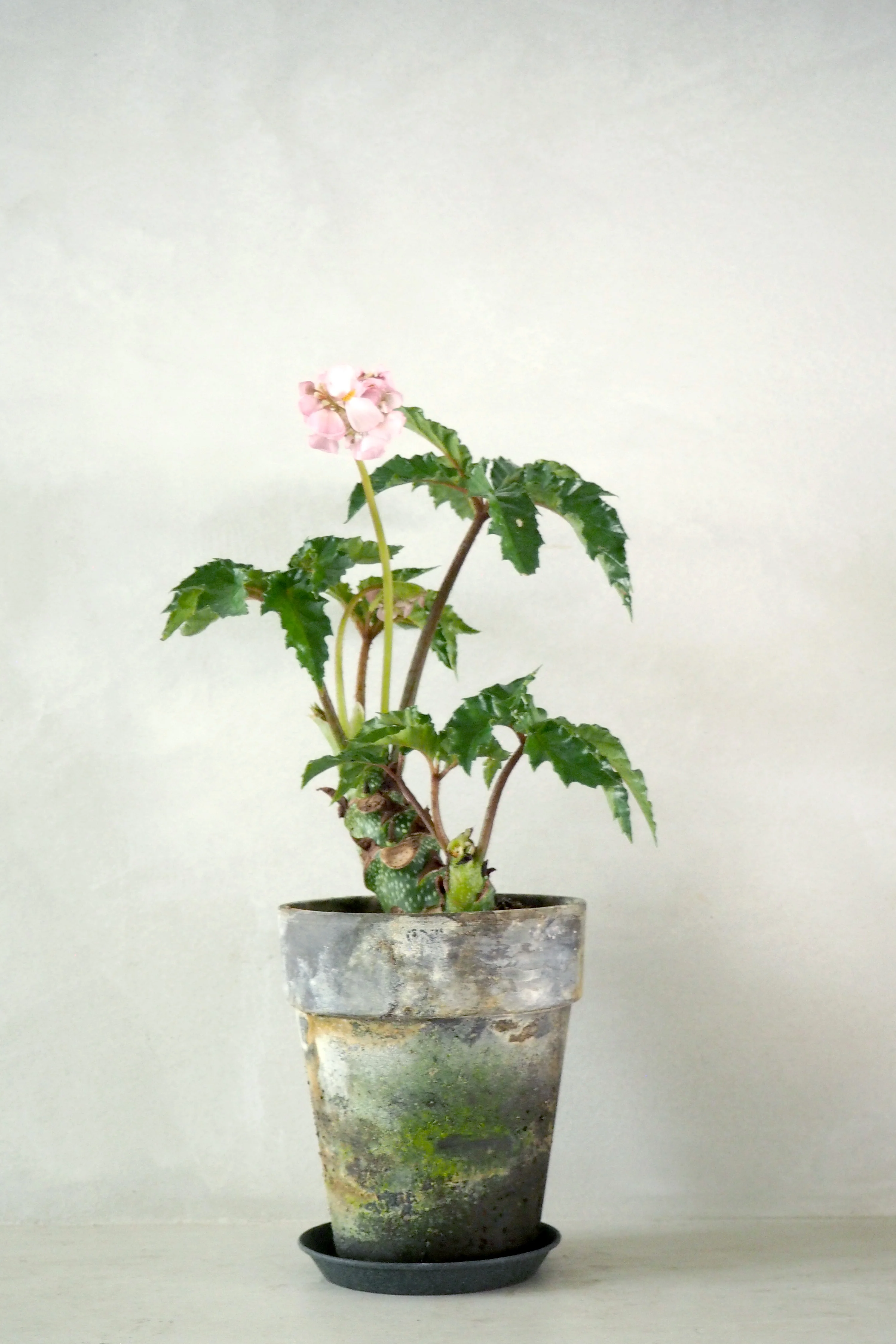 Begonia Carolineifolia, lille - Image 3