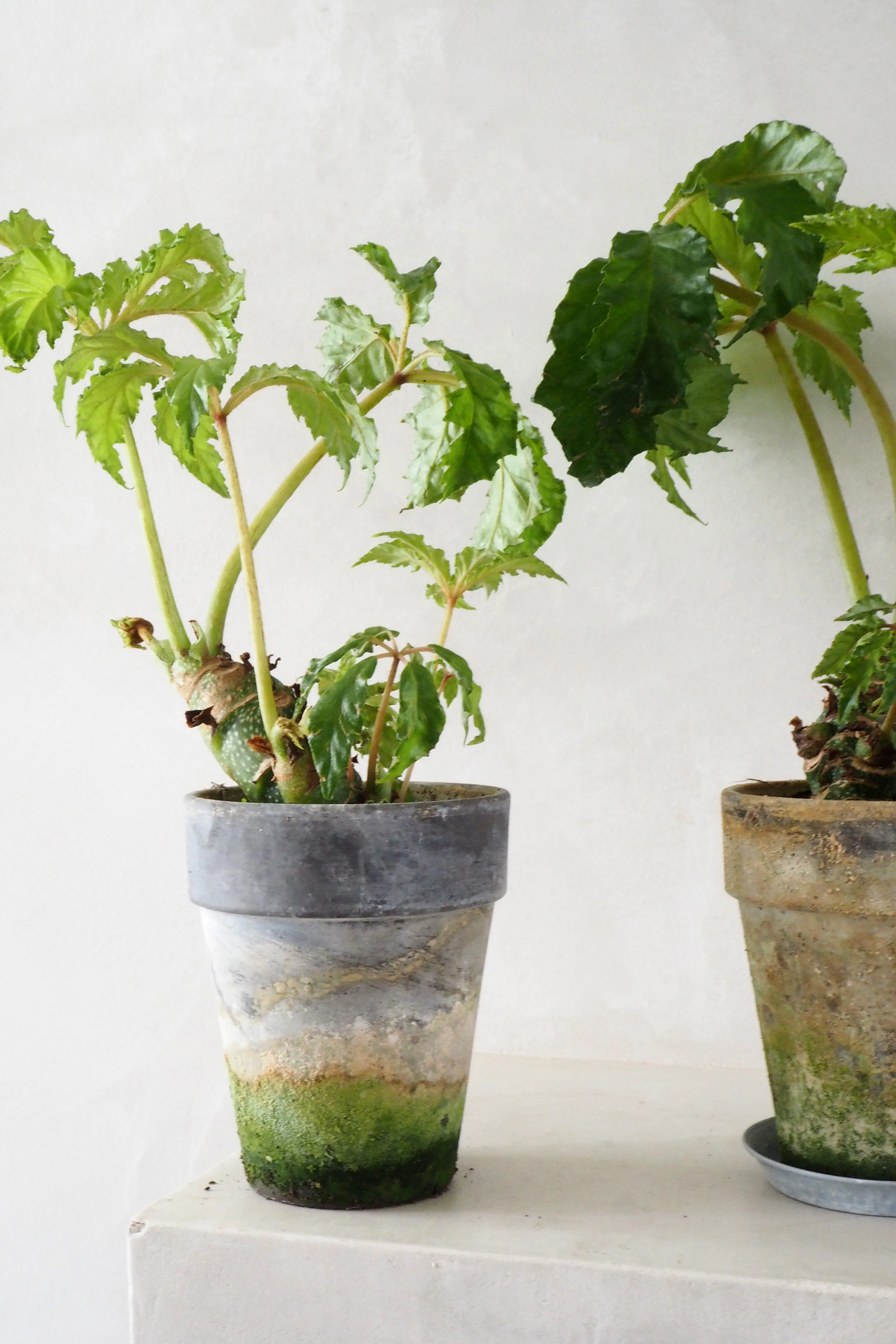 Begonia Carolineifolia, lille - Image 4