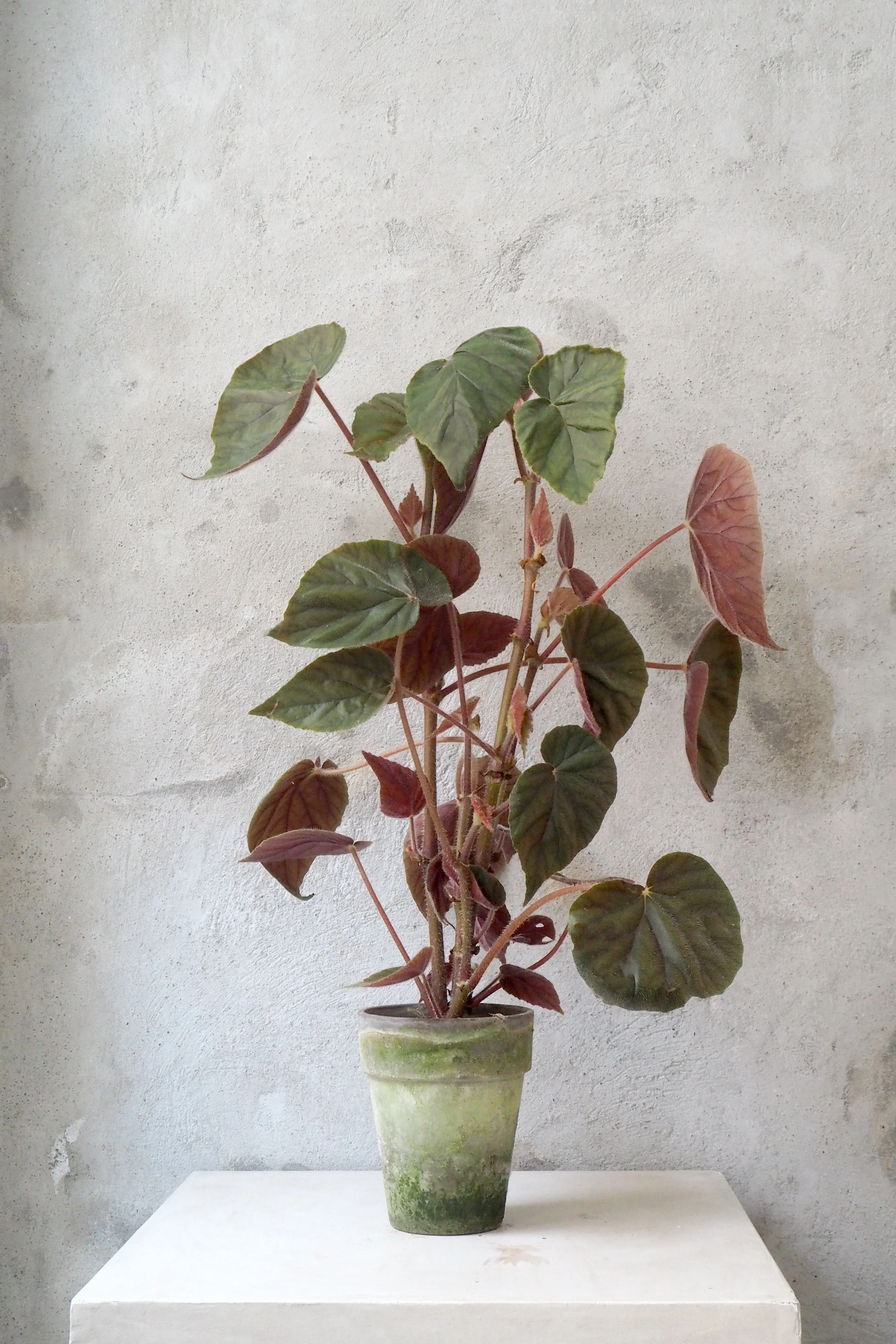 Begonia Oldemor