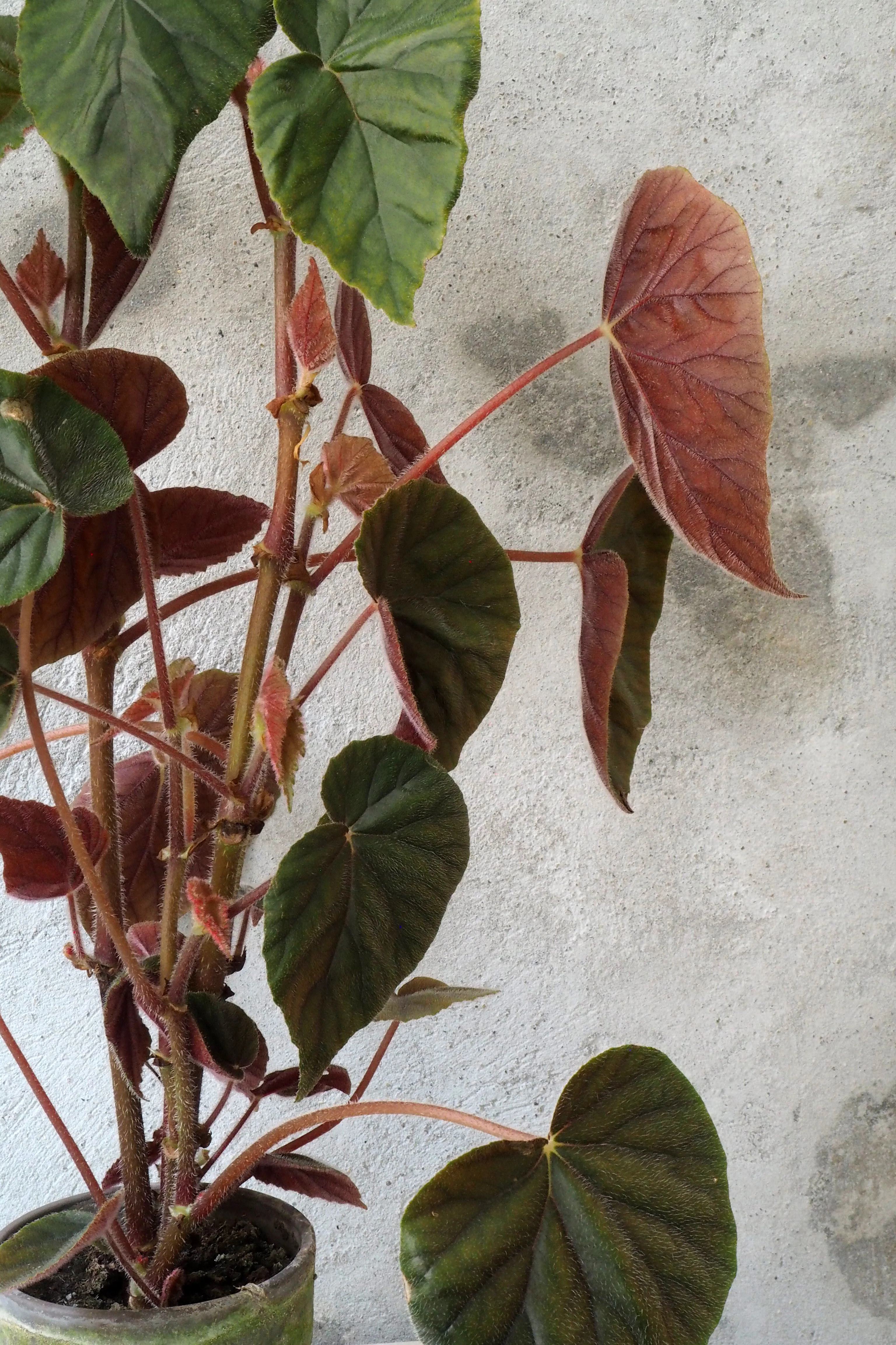Begonia Oldemor - Image 3