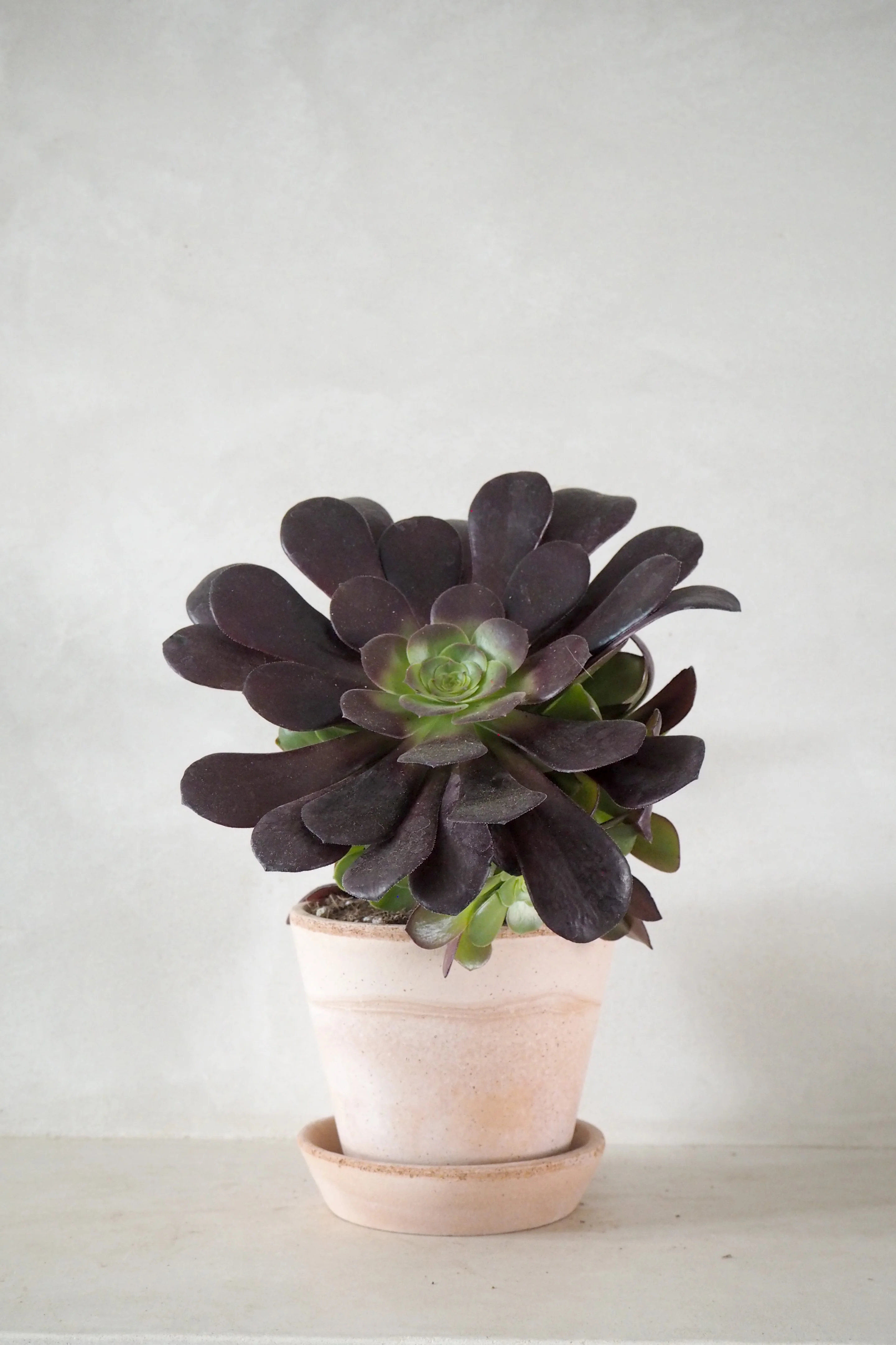 Black Rose - Aeonium, medium