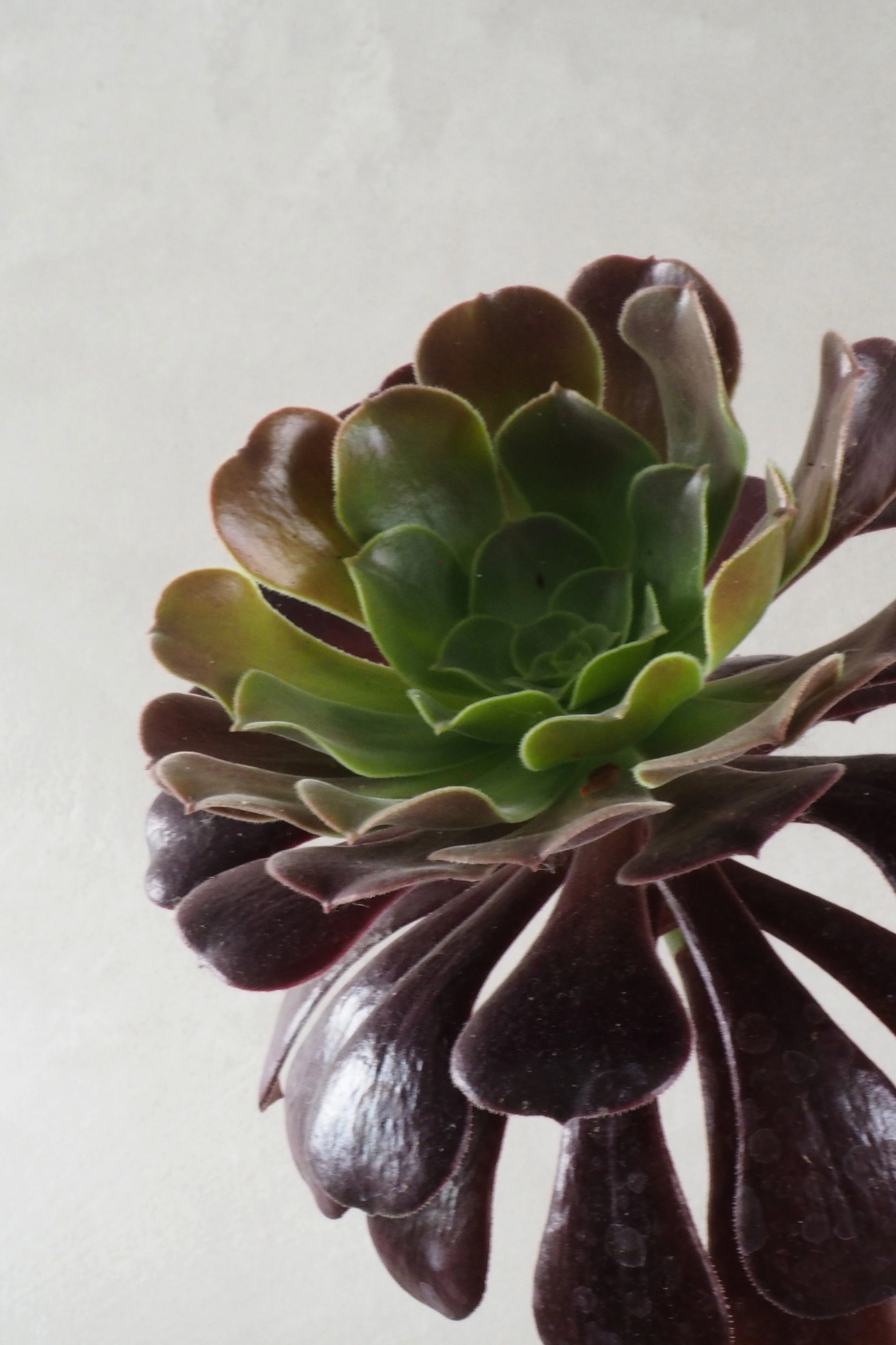 Black Rose - Aeonium, medium - Image 2