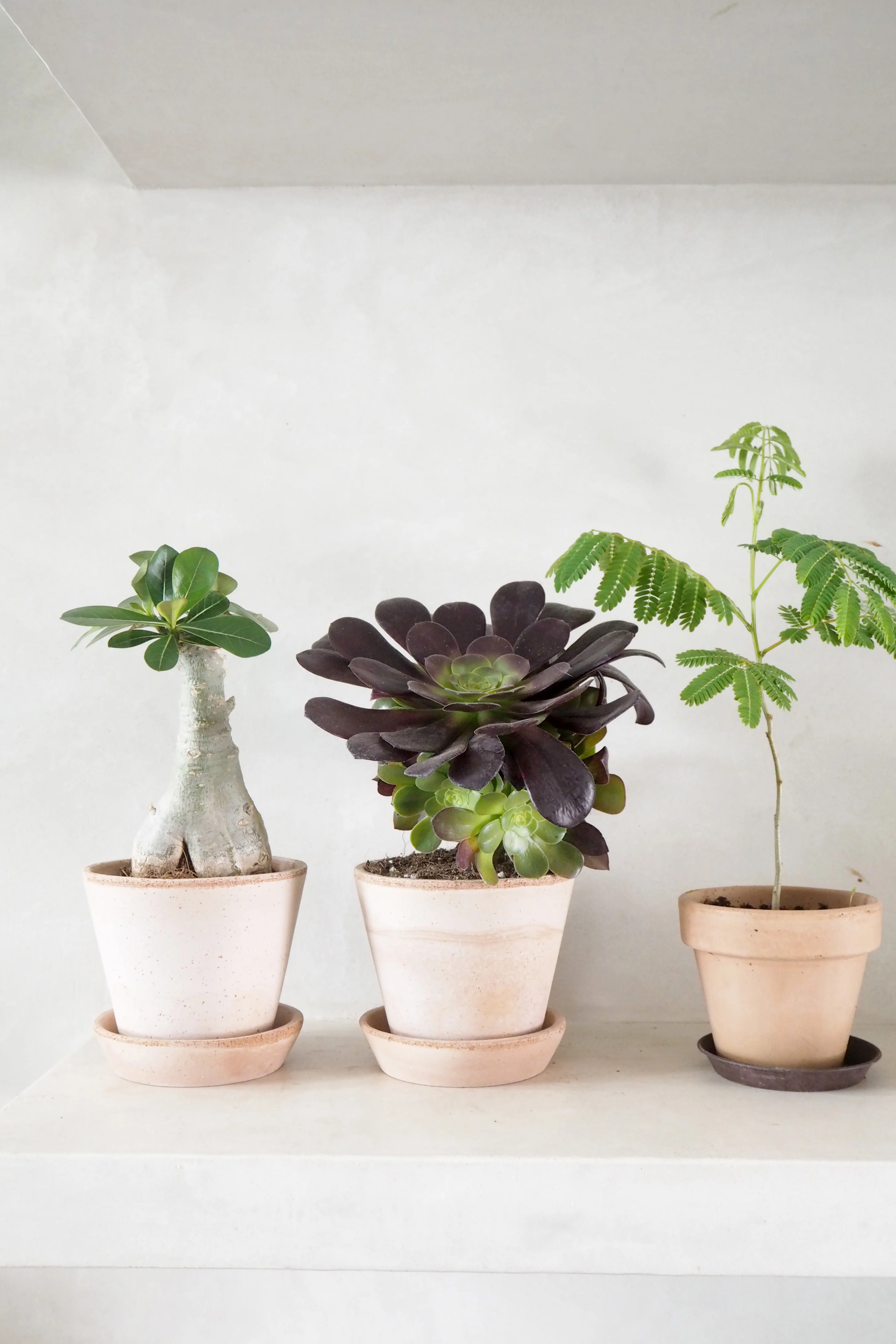 Black Rose - Aeonium, medium - Image 3