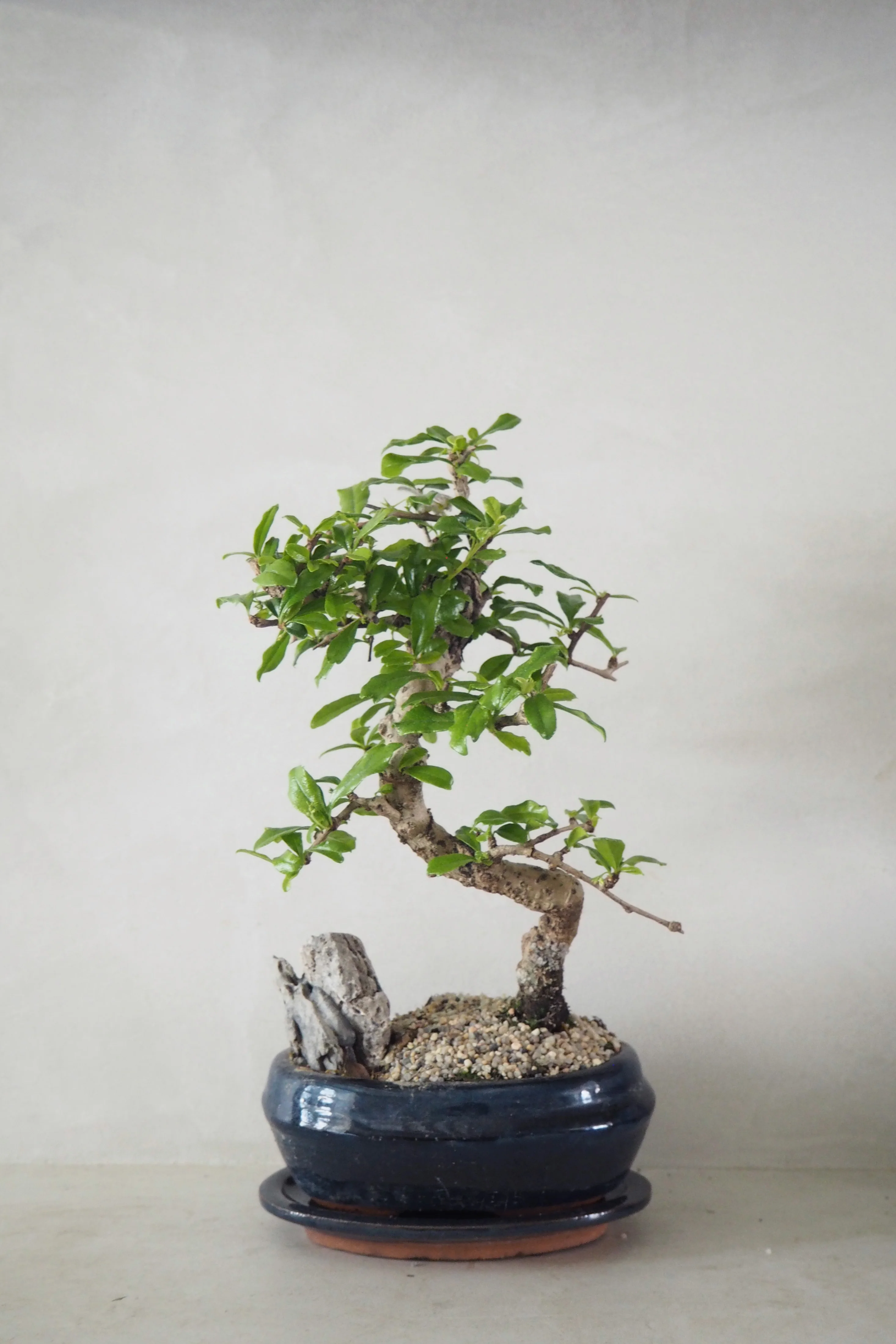 Bonsai Carmona