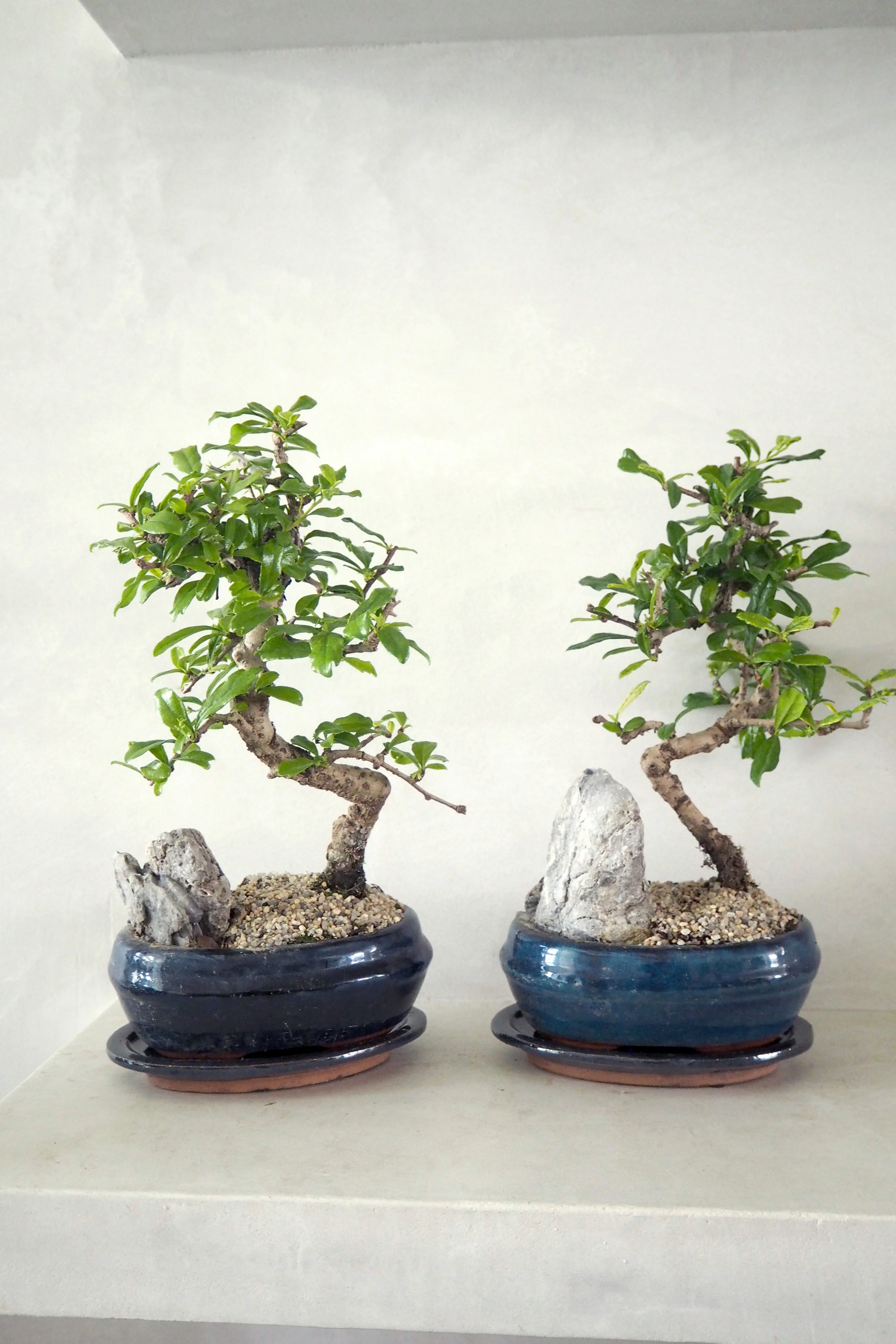 Bonsai Carmona - Image 3