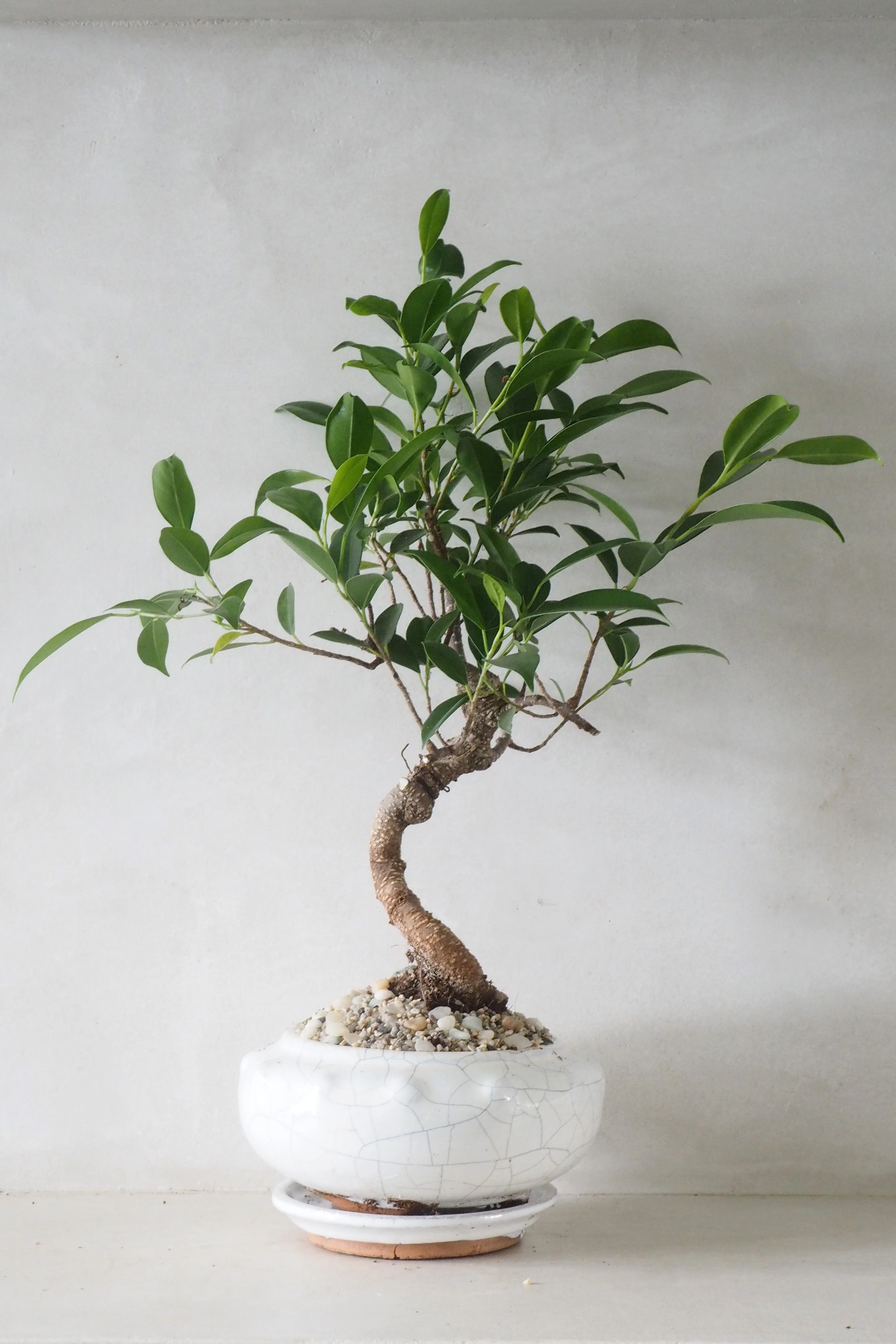 Bonsai Ficus, Beige, rund