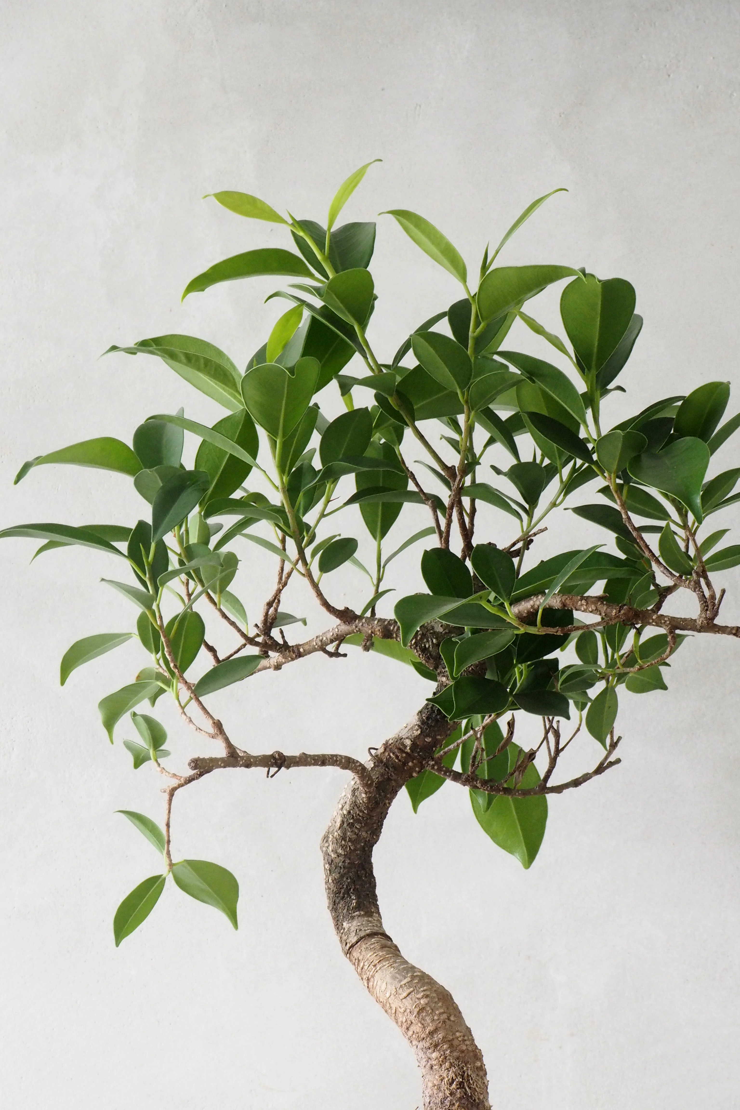Bonsai Ficus, Beige, rund - Image 2