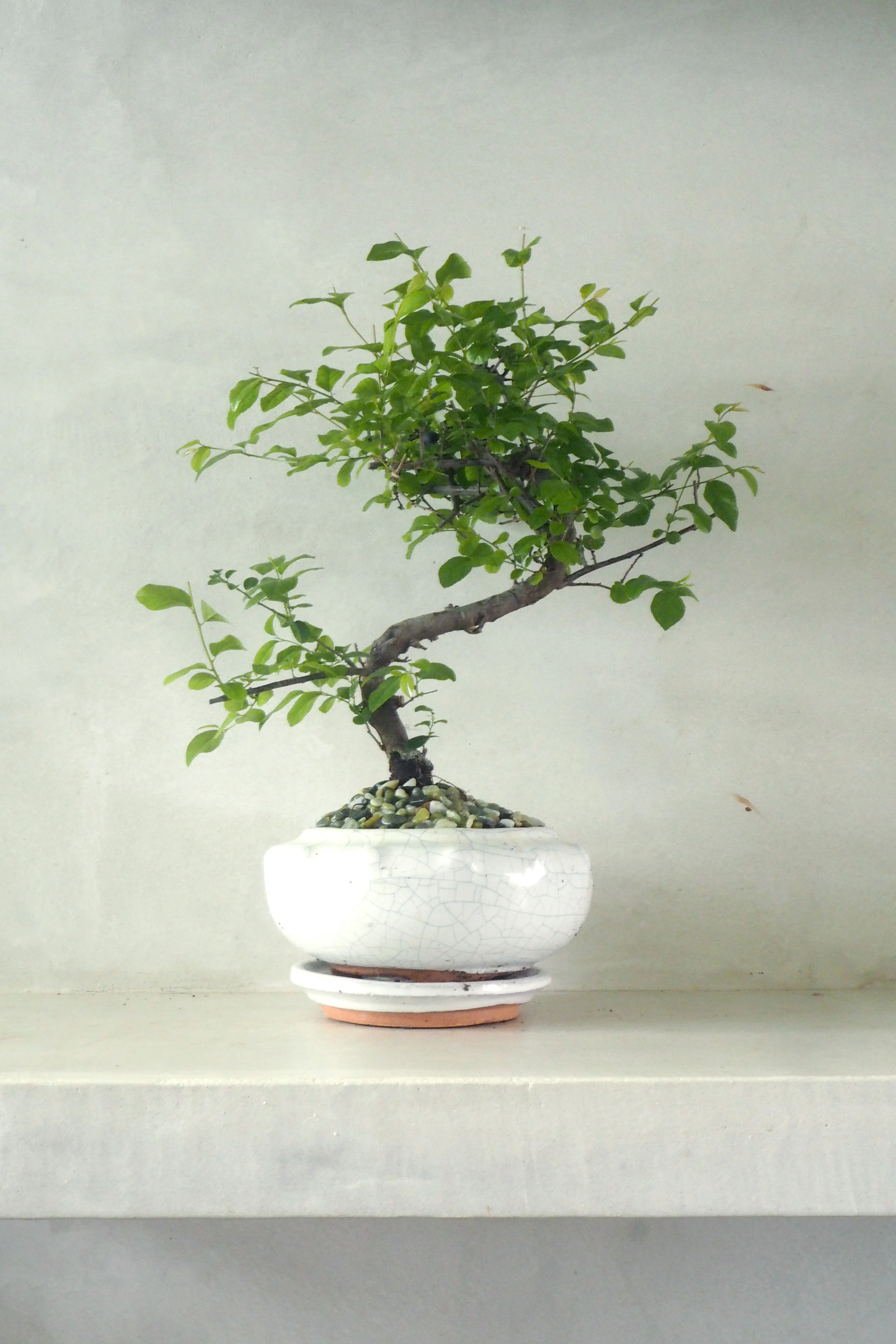 Bonsai Sageretia, Beige, rund