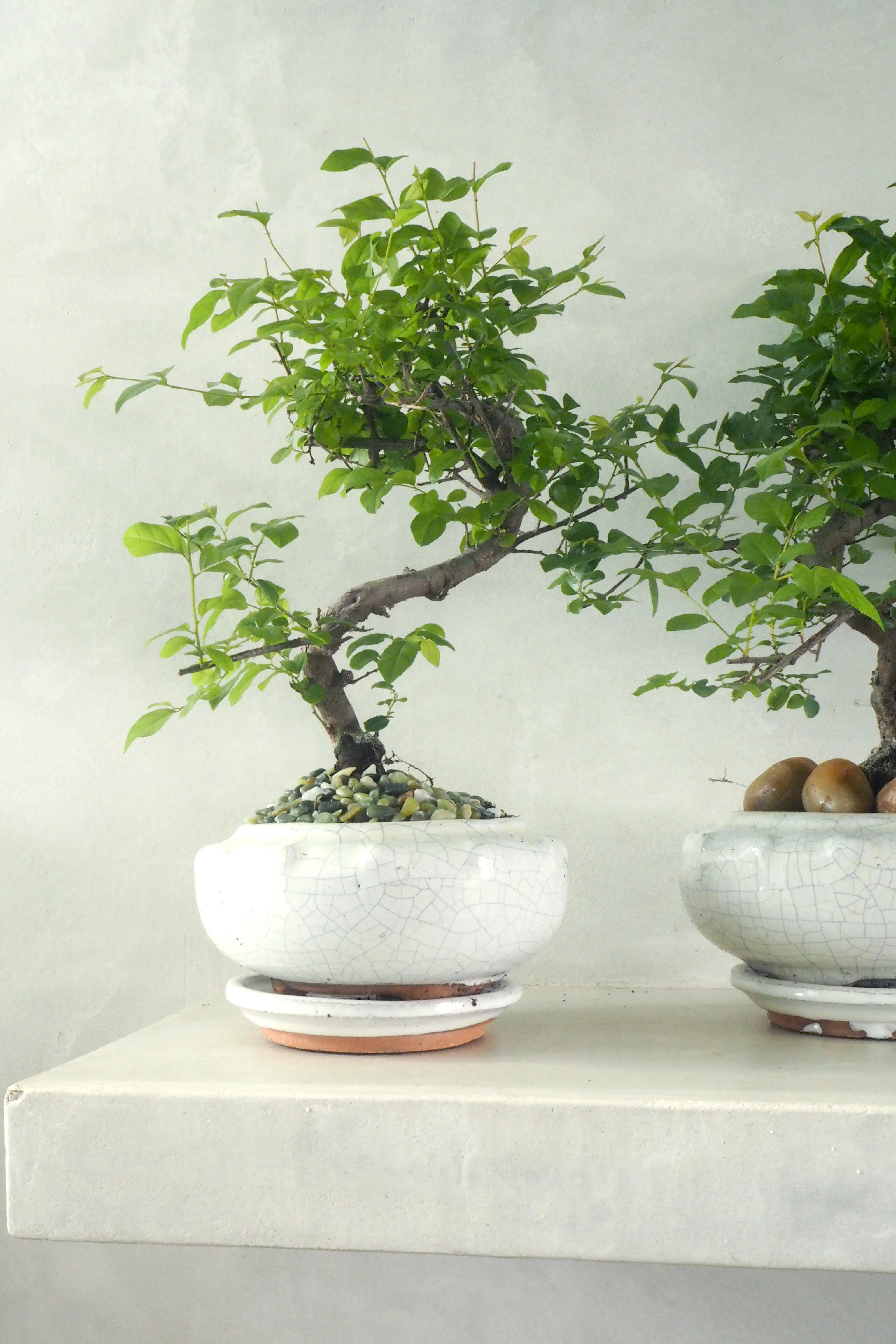 Bonsai Sageretia, Beige, rund - Image 2