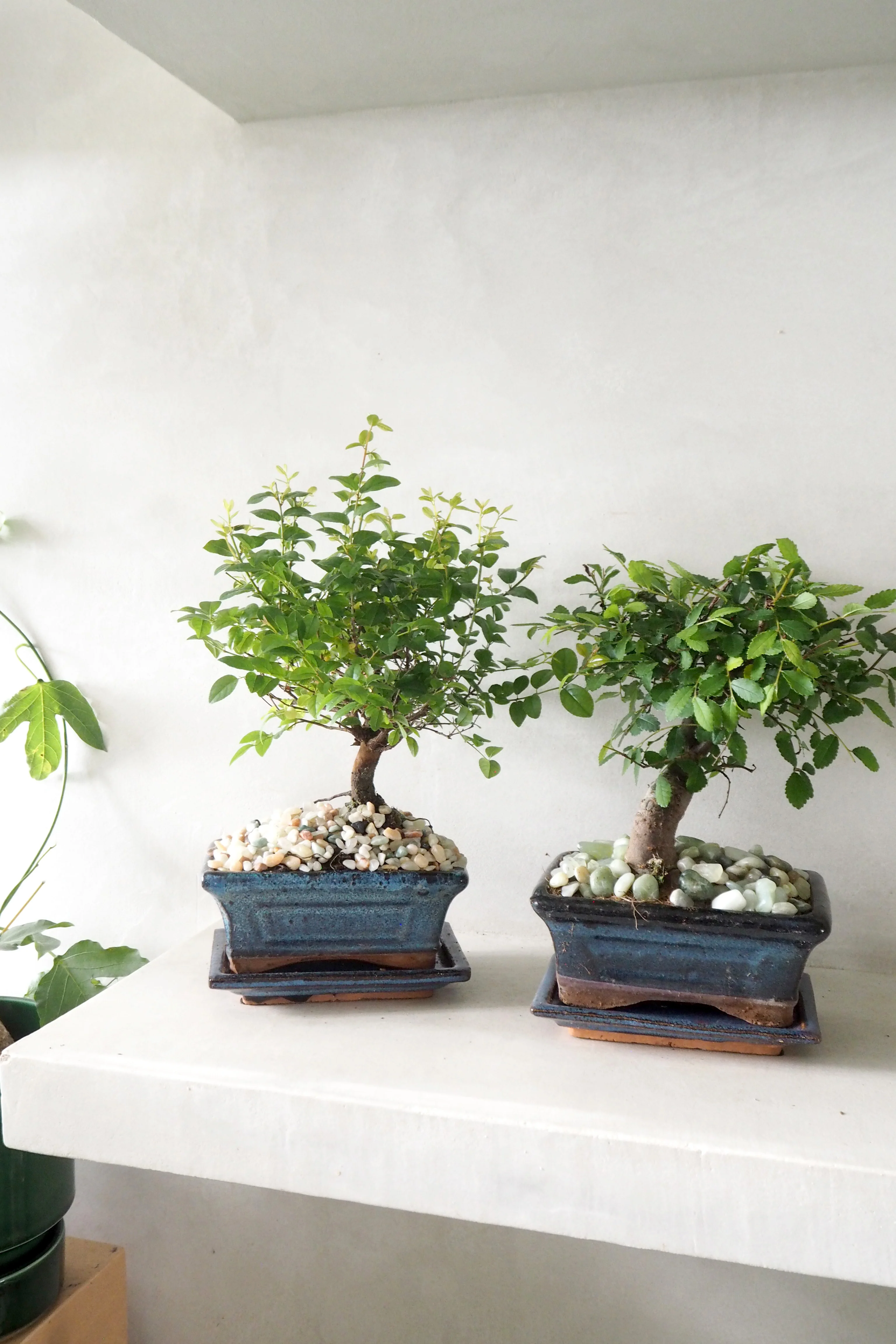 Bonsai Sageretia, medium - Image 3