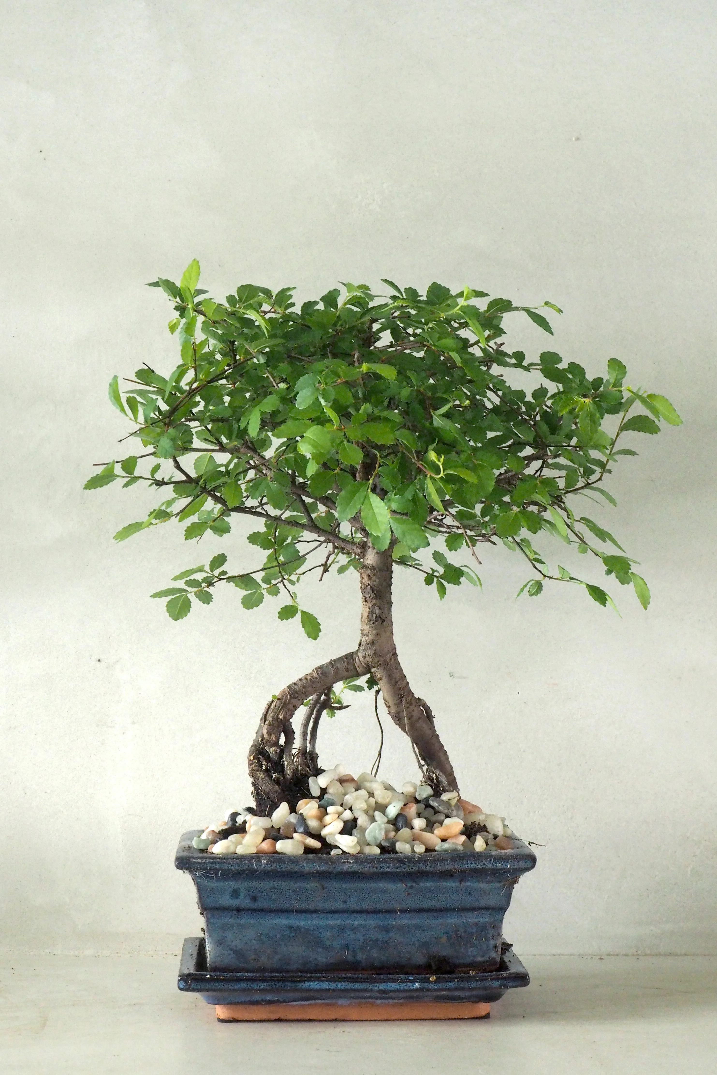 Miniaturebillede 1