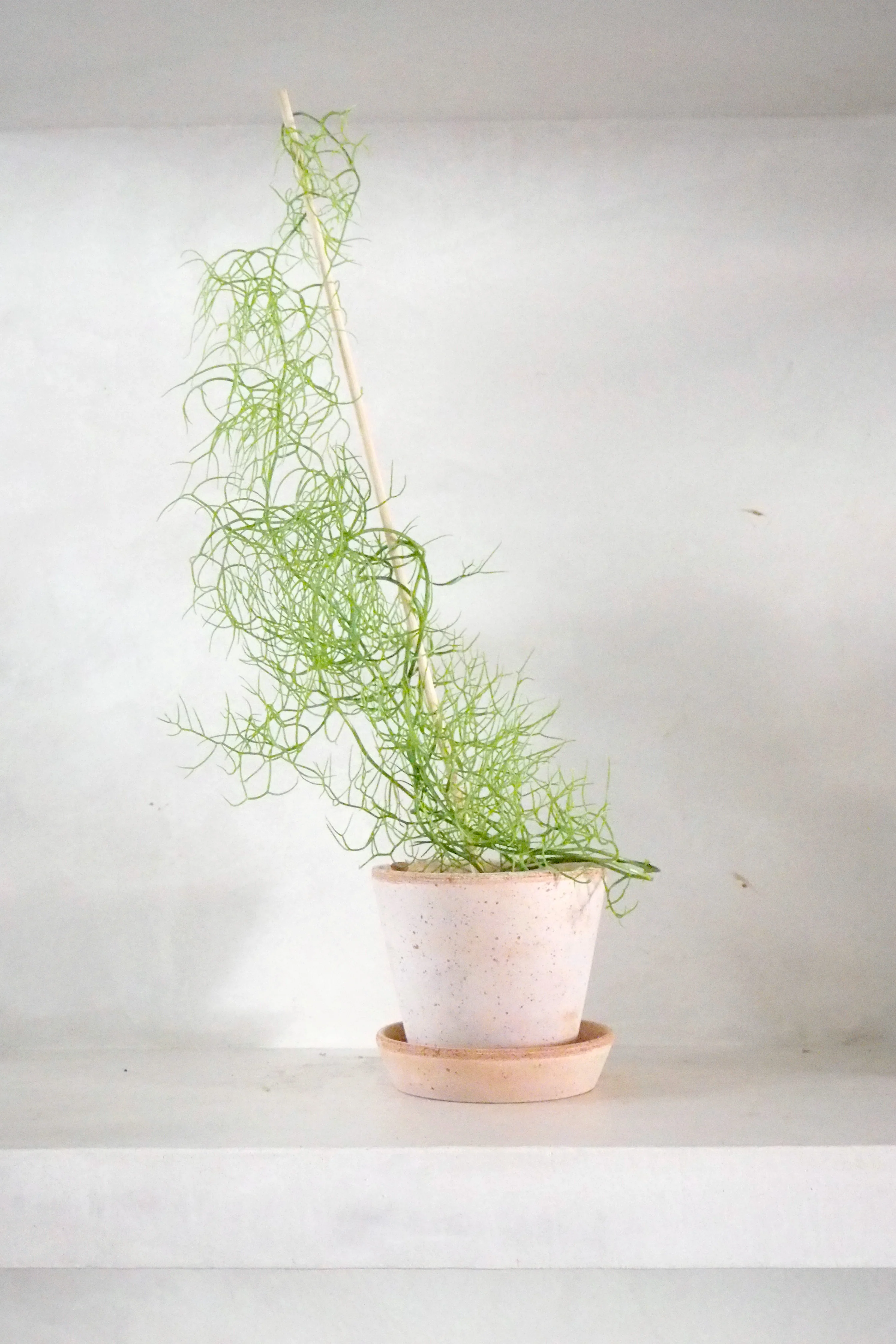 Bowiea volubilis