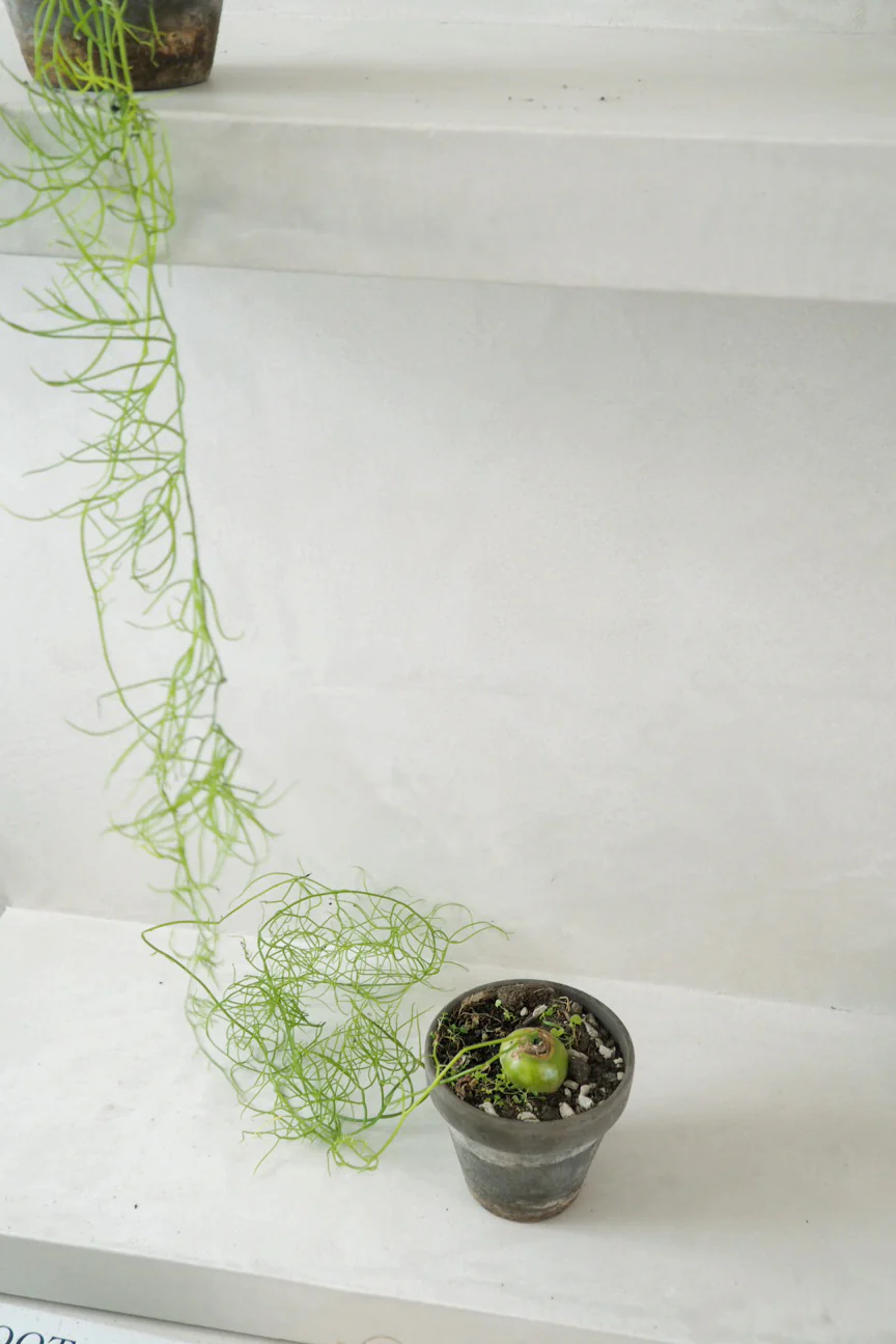 Bowiea volubilis - Image 6