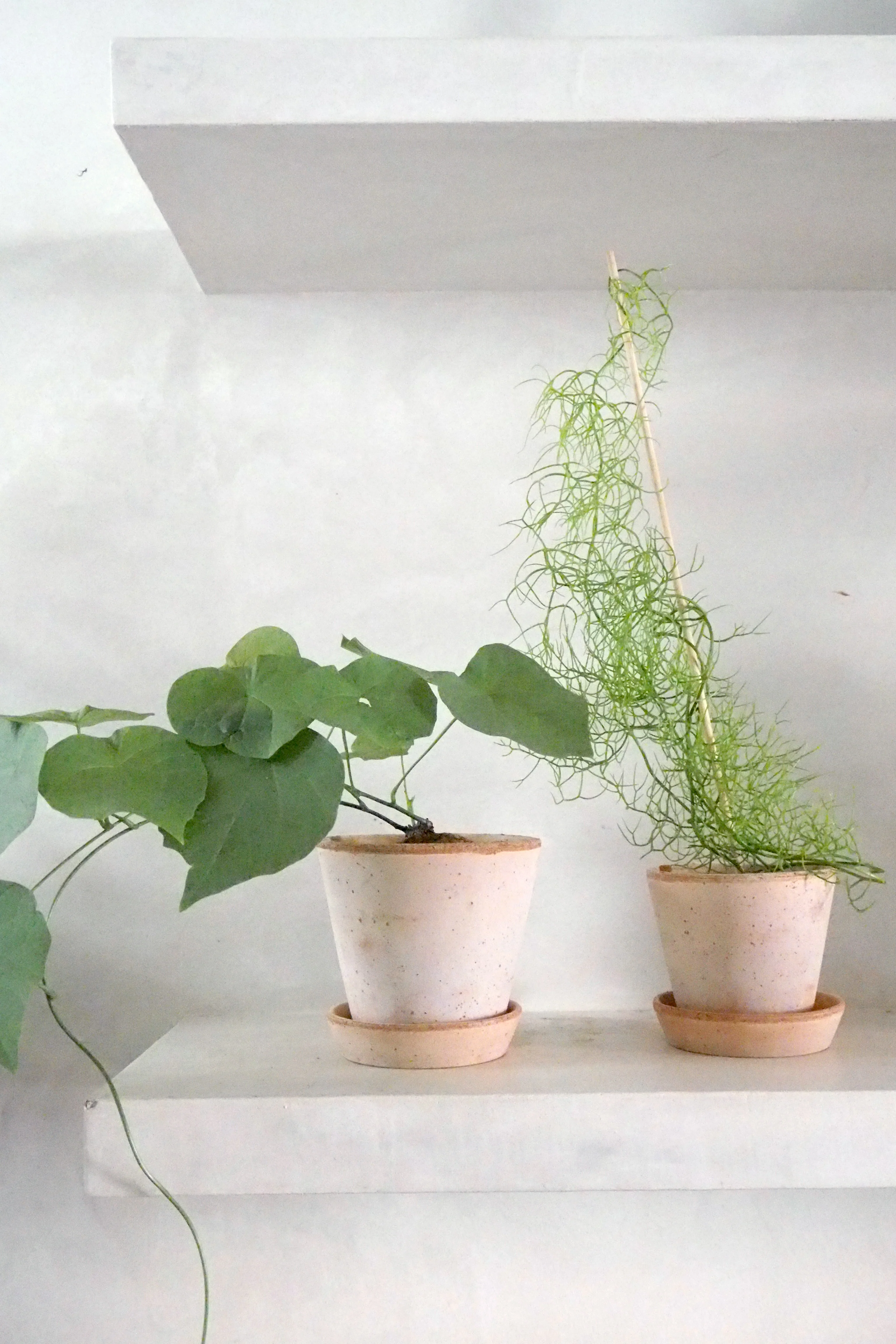 Bowiea volubilis - Image 8
