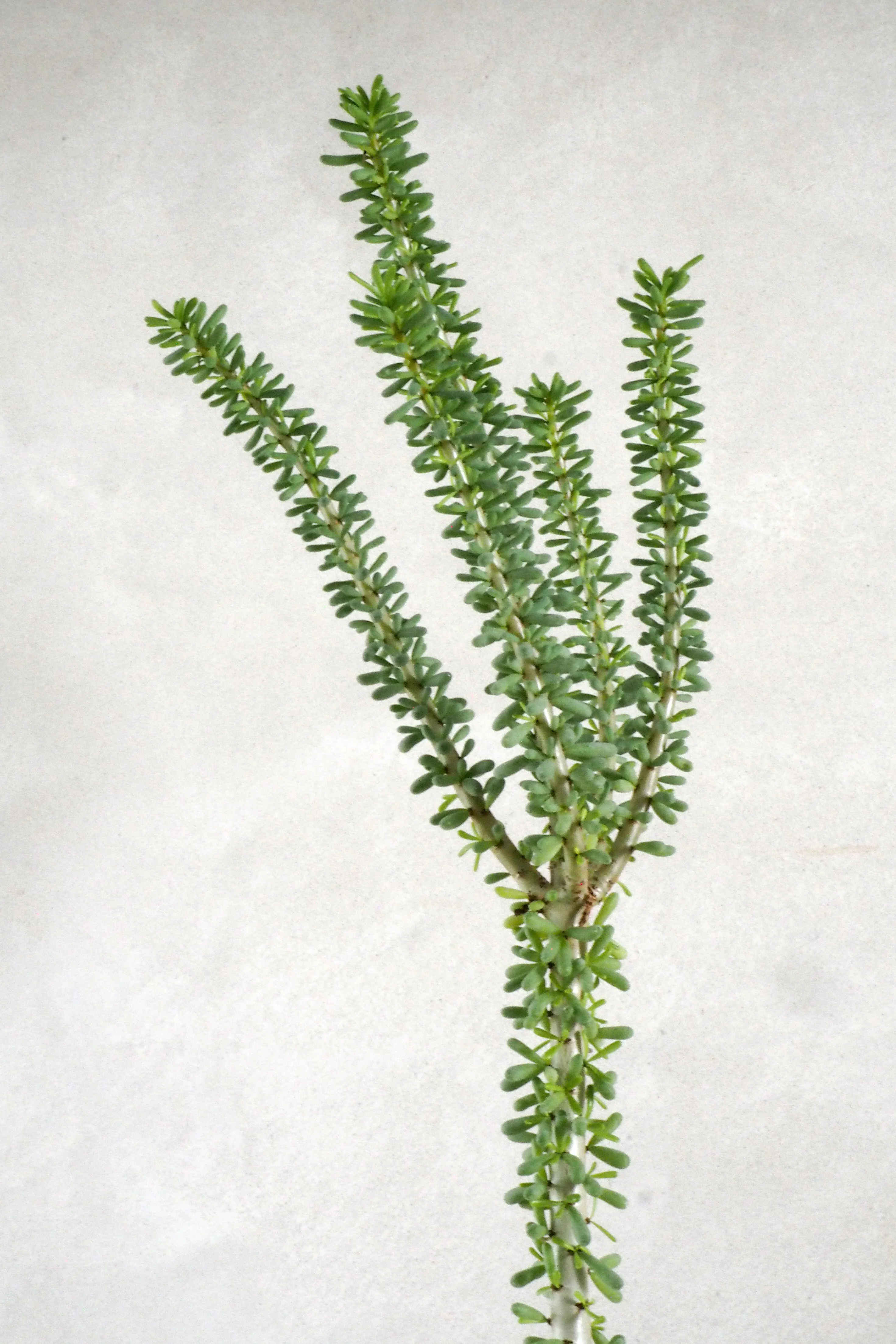 Ceraria Namaquensis - Image 2
