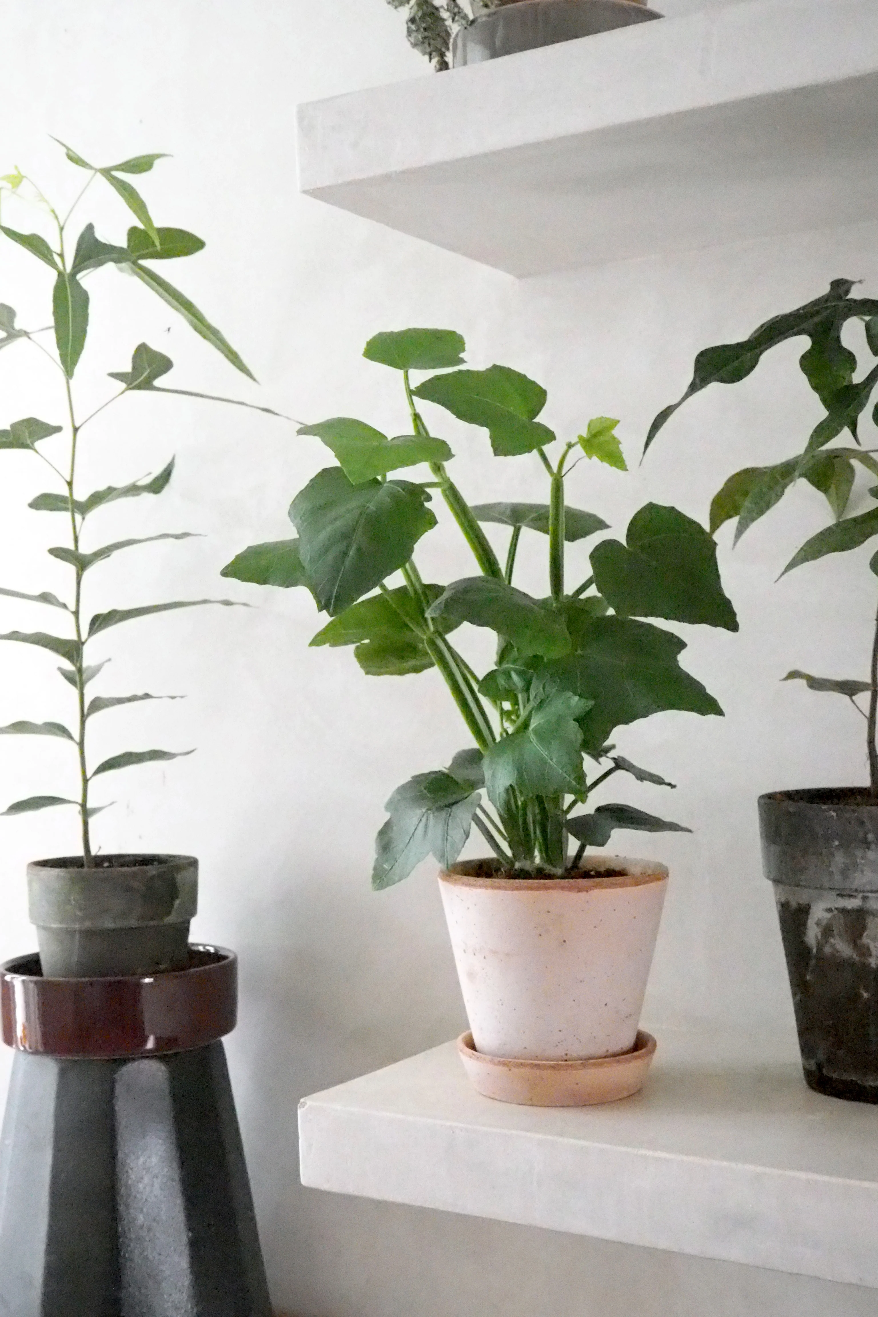 Knogleplante - Image 2