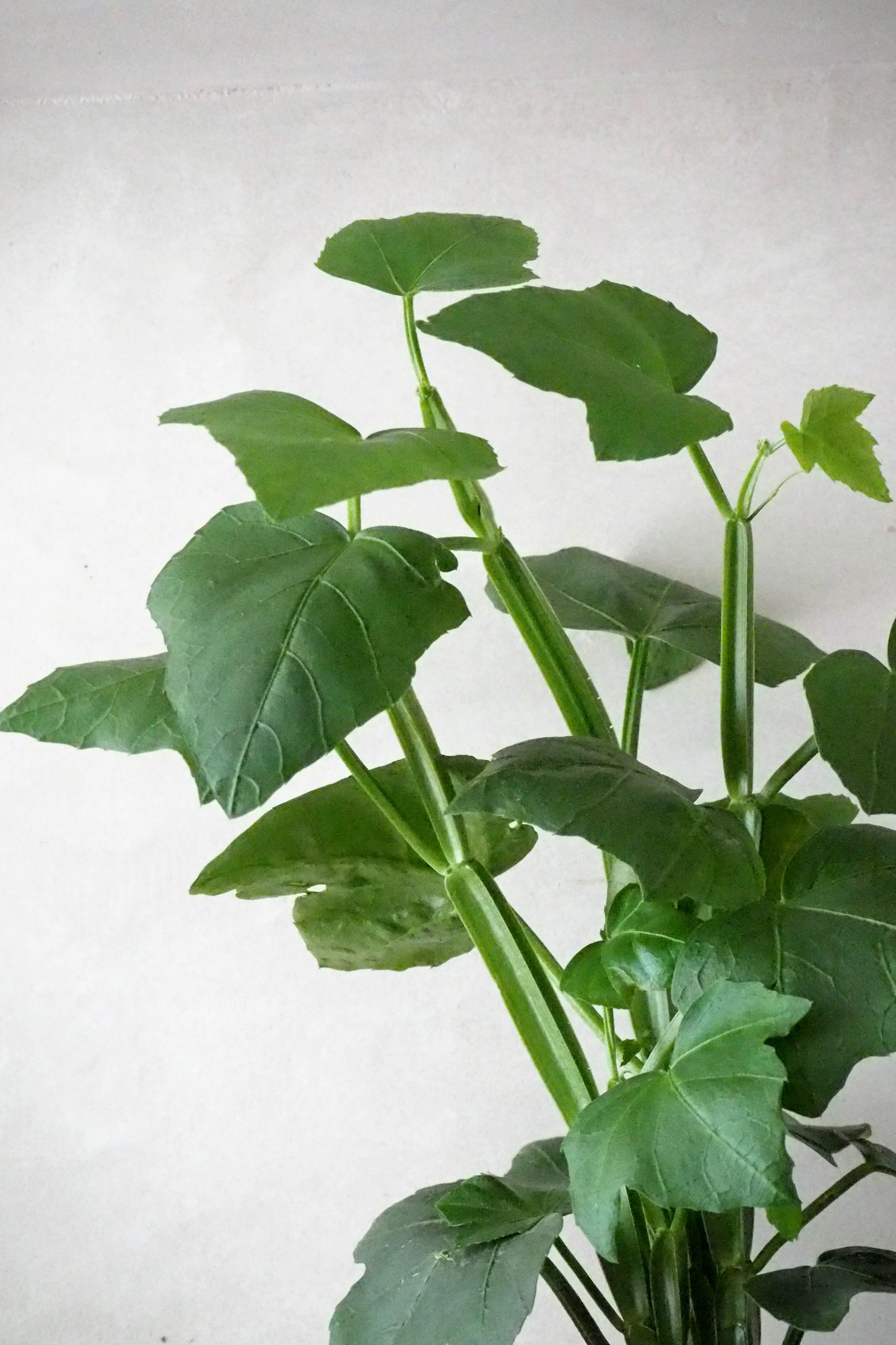 Knogleplante - Image 3
