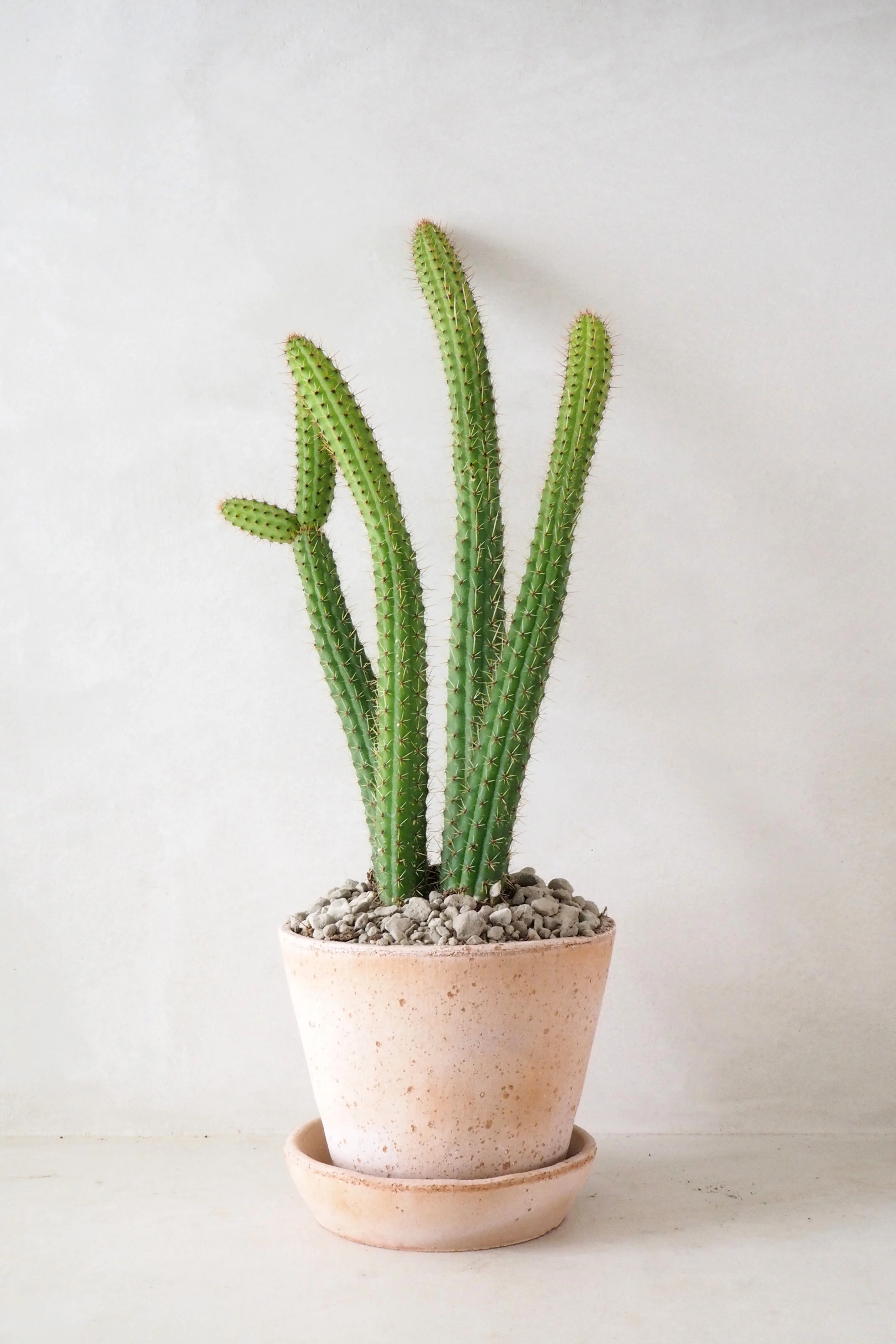 Cleistocactus samaipatanus