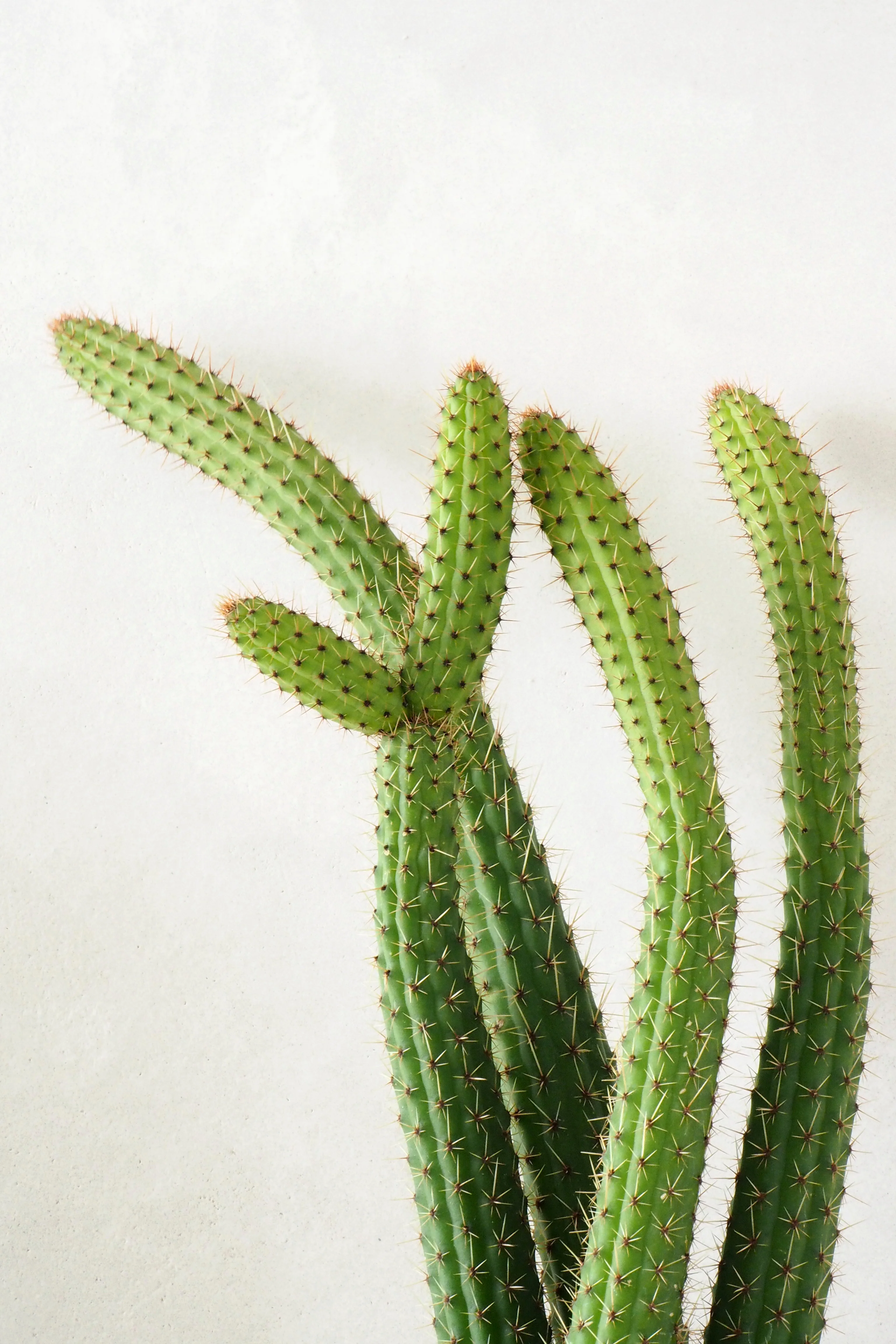 Cleistocactus samaipatanus - Image 2