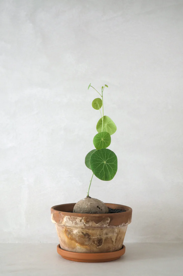 Stephania Erecta