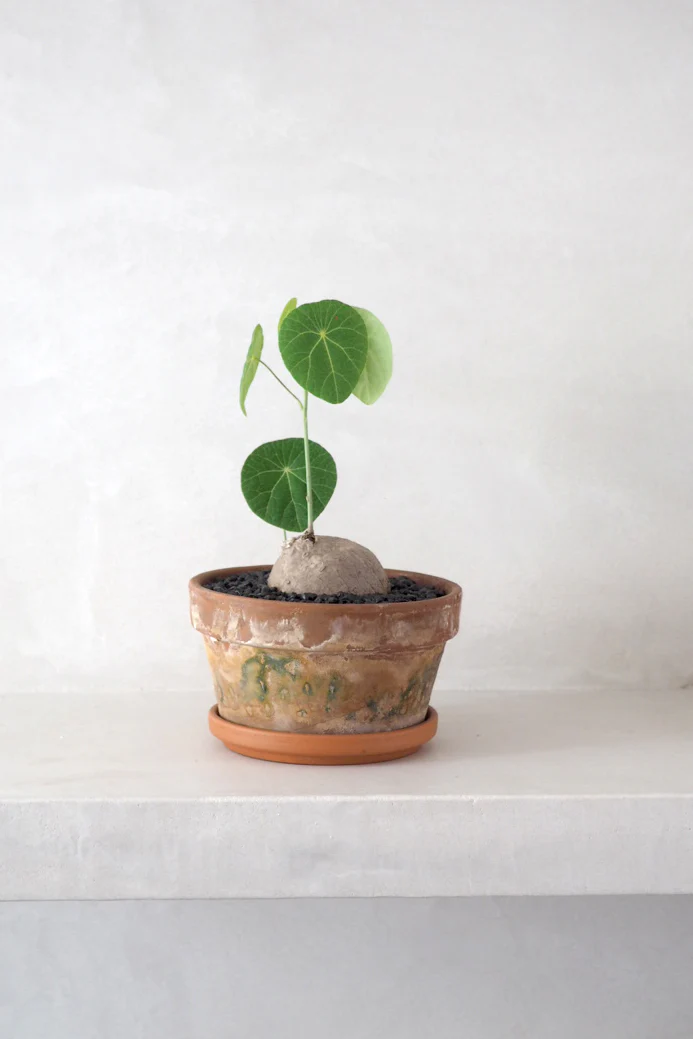 Stephania Erecta - Image 3