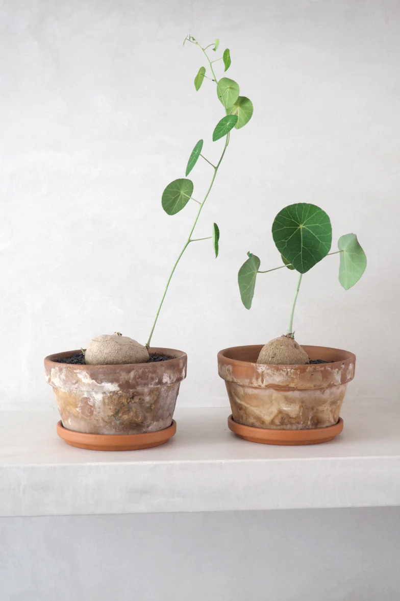 Stephania Erecta - Image 4