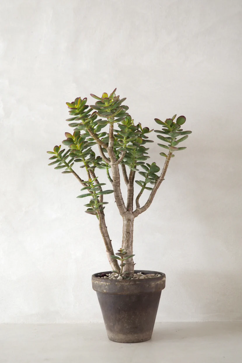 Crassula
