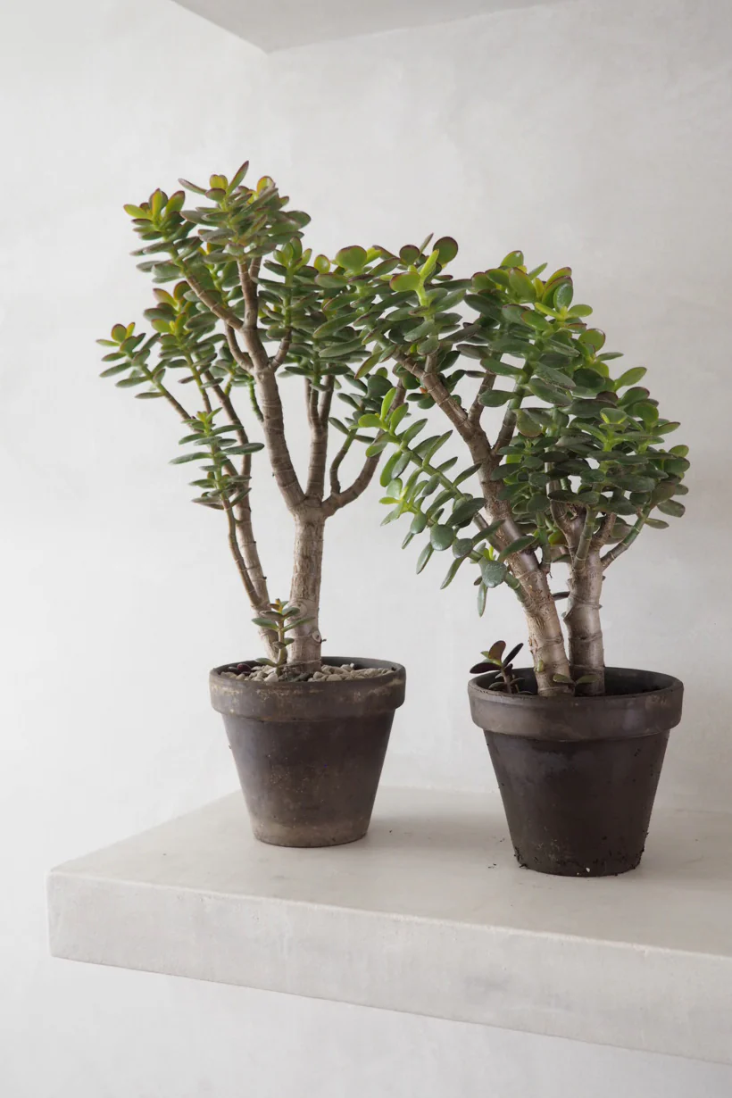 Crassula - Image 2