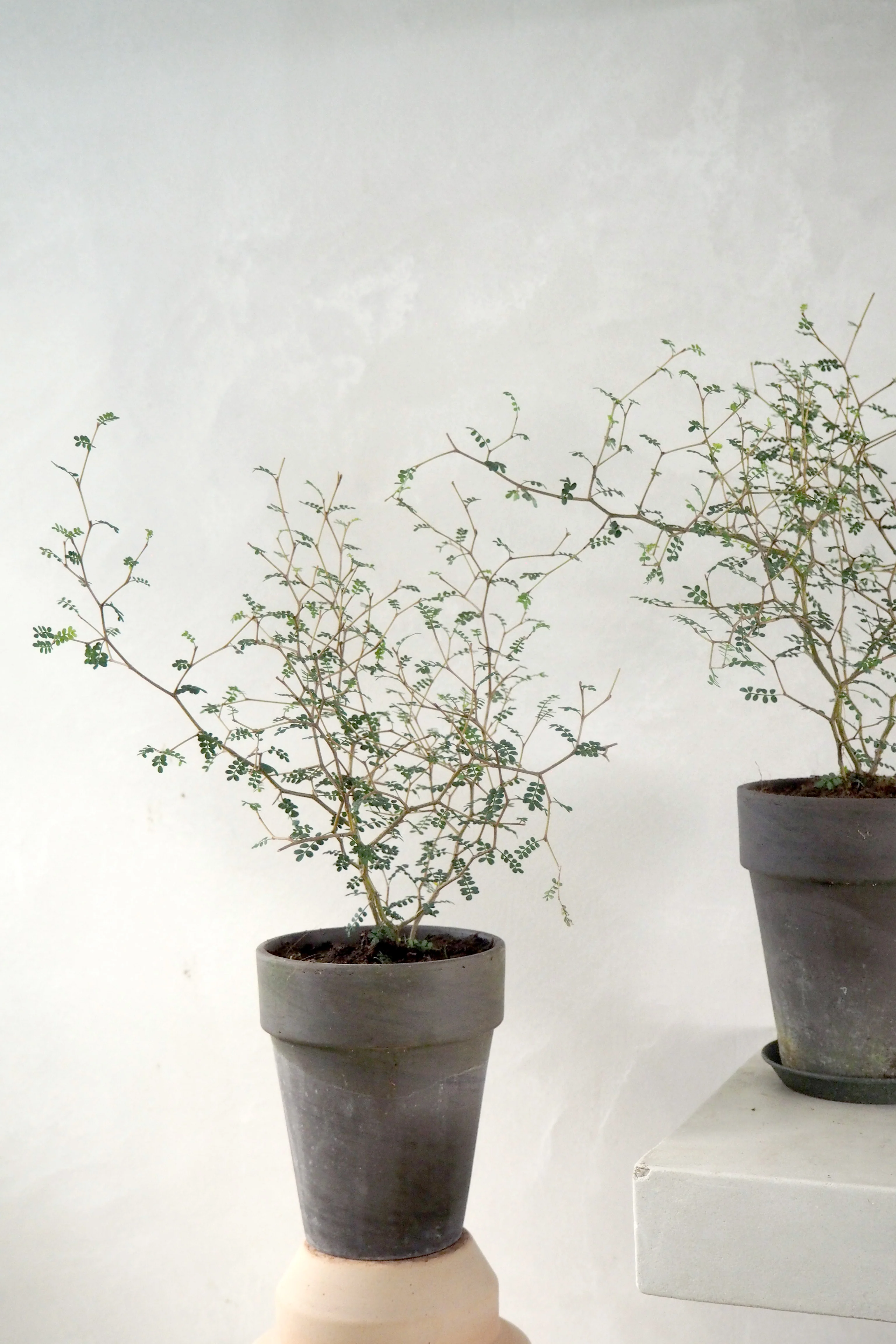Sophora - Image 3